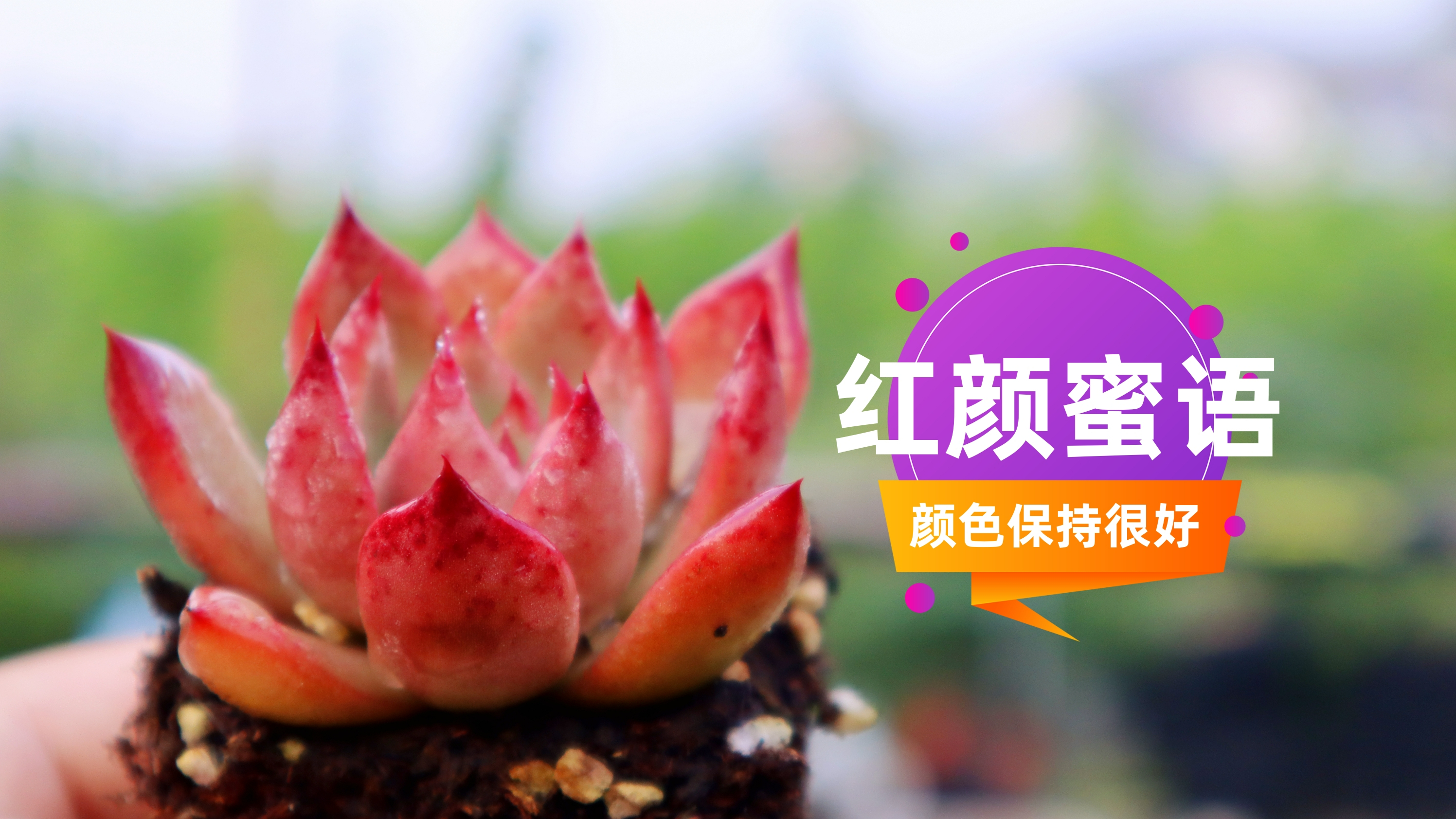 品种推荐04 红颜蜜语 好养好上色 颜色保持极好 度夏容易