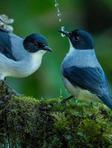 拍摄到了一头是黑色的鸟非常的像黑头金刚非常的漂亮