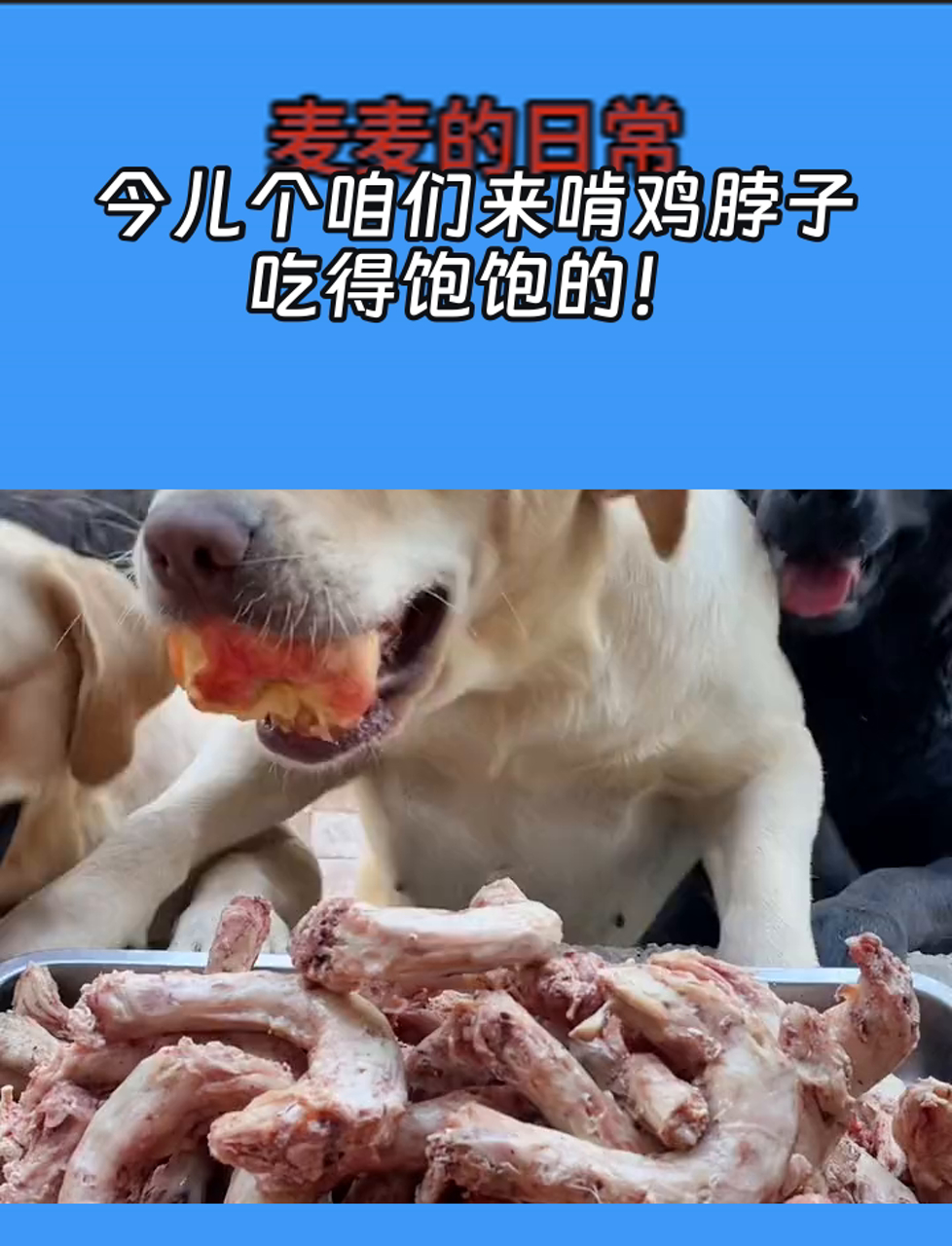 抓鸡脖子图片