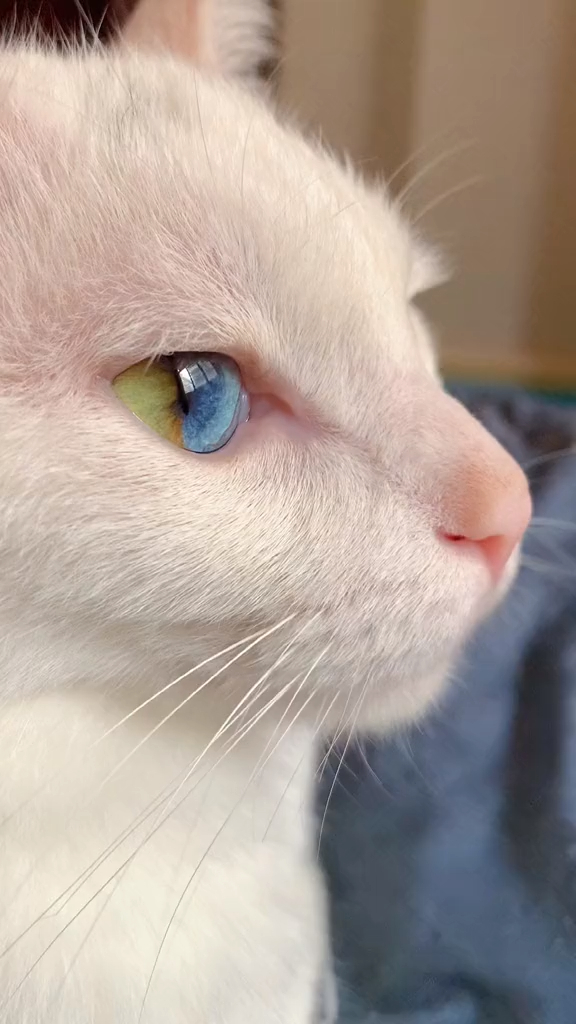 我想从你的眼睛里看一看