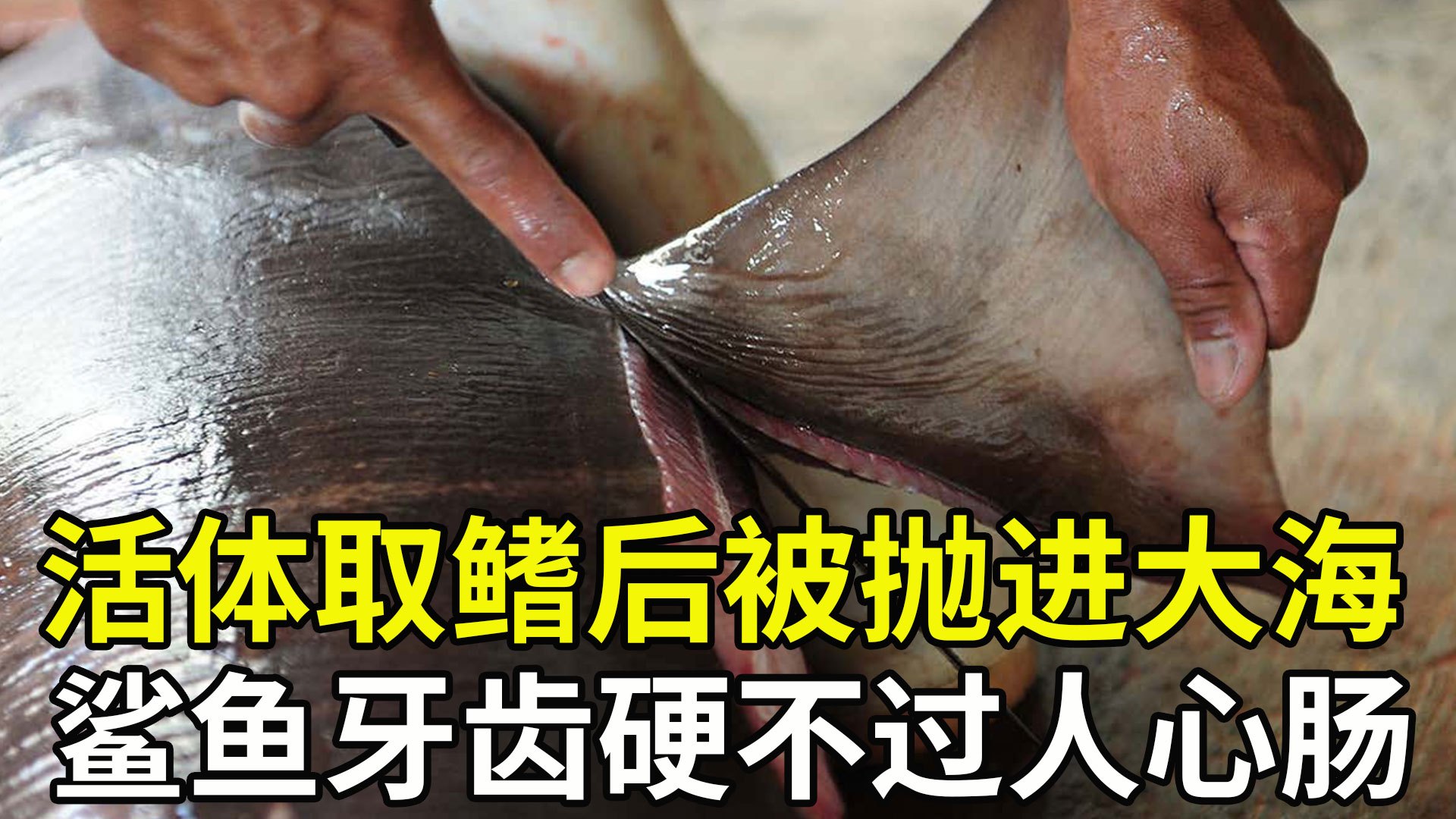 人类拿走鱼翅,却把鲨鱼肉扔进海里,被割掉鱼鳍的鲨鱼会怎么样?