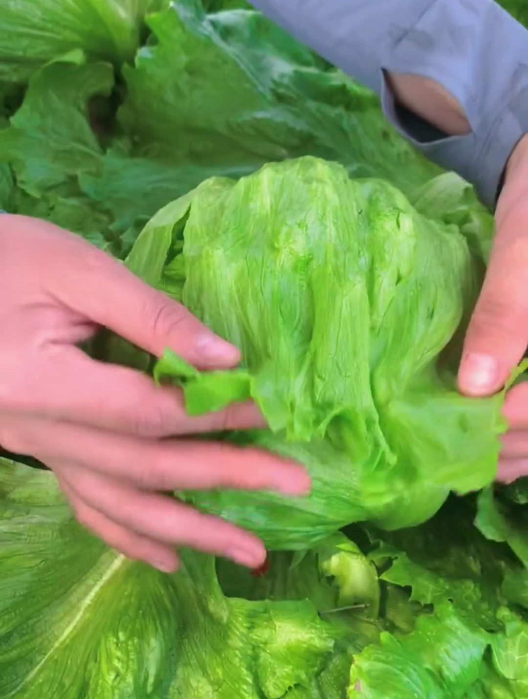 冬季生菜长不好?按这4点来种植,雪厚3尺也能长得水灵灵,口感好-度小视