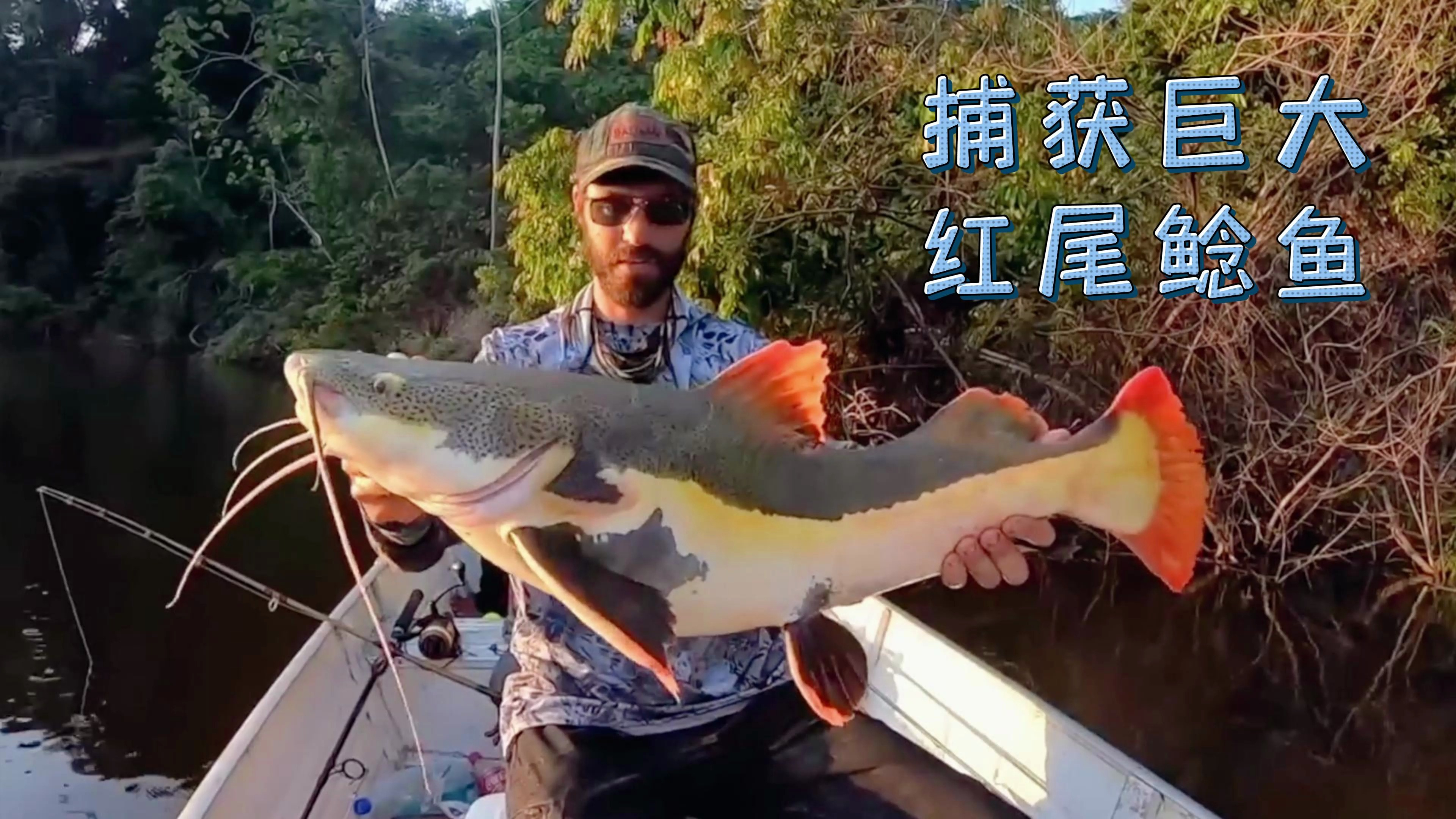 捕获巨大红尾鲶鱼