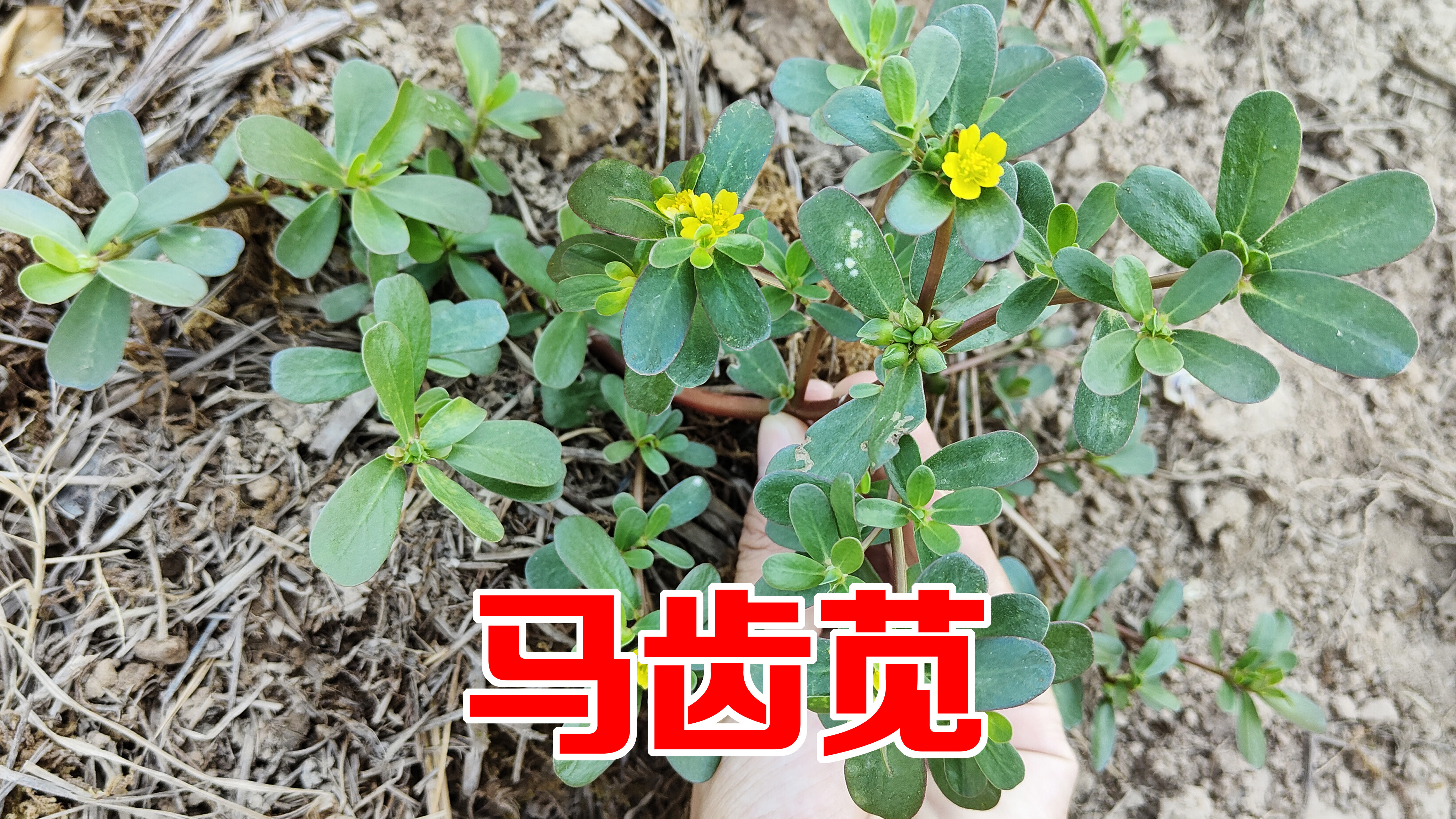 马齿苋这2类人千万不要吃，它的“坏处”很多人不知道，转发家人