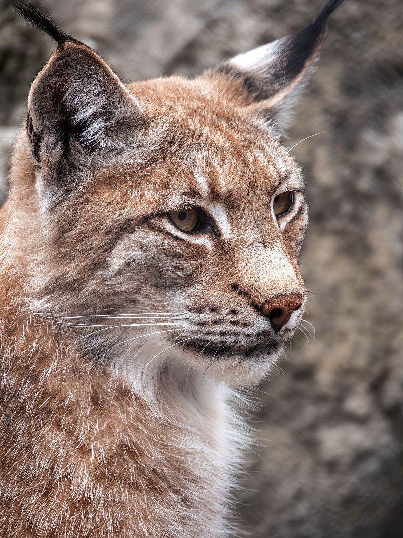 一只猞猁正缓缓的朝着山顶爬去,一只金雕从天上飞下来袭击了他