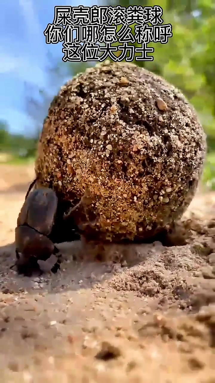屎壳郎滚粪球,你们哪里怎么称呼这位大力士?-度小视