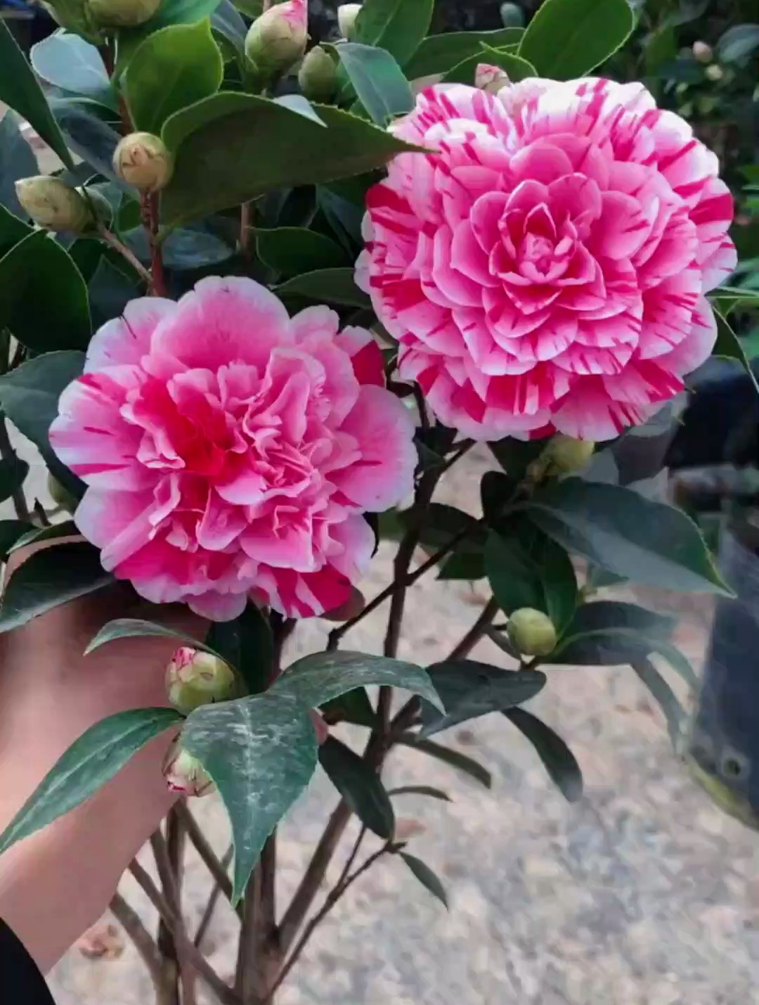 五色赤丹茶花 花大 花期长 盆栽地栽都可以-度小视