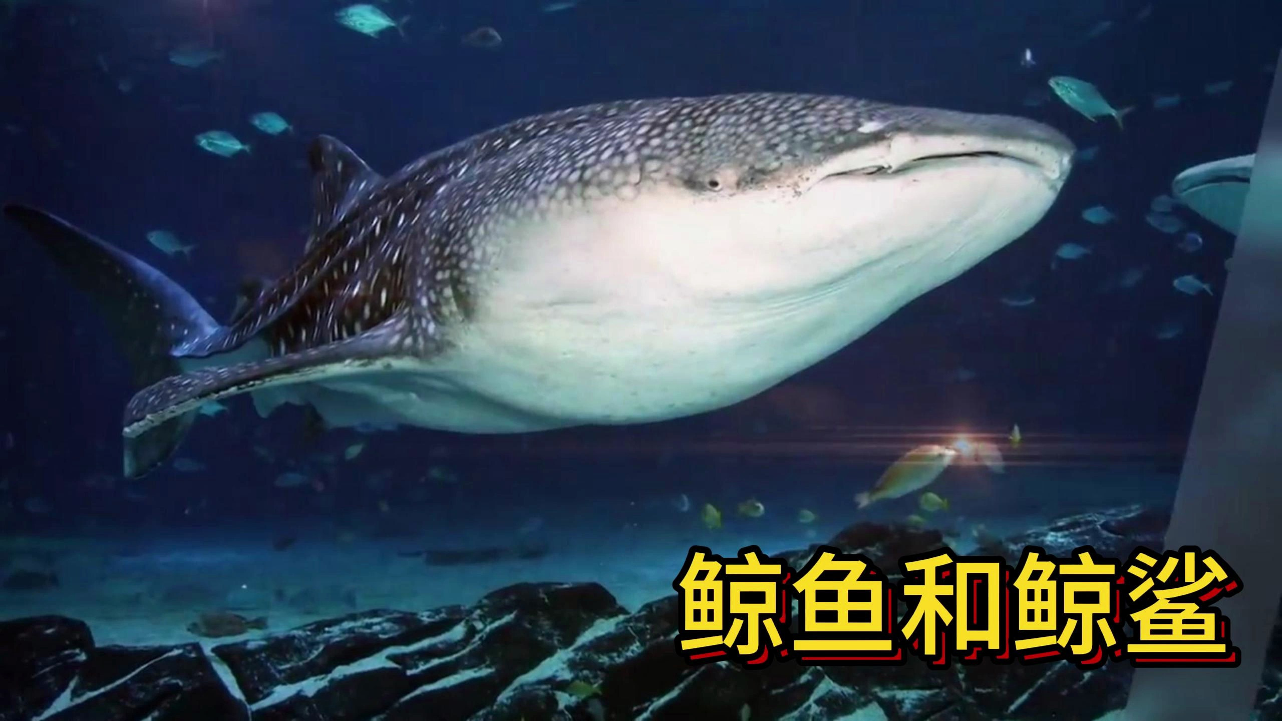 鲸鱼和鲸鲨你了解多少呢?到底谁才是海洋霸主