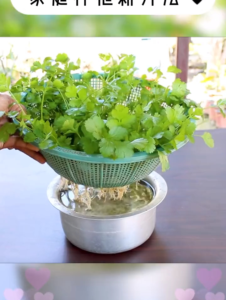 家庭水培韭菜,简单方便易种植-度小视