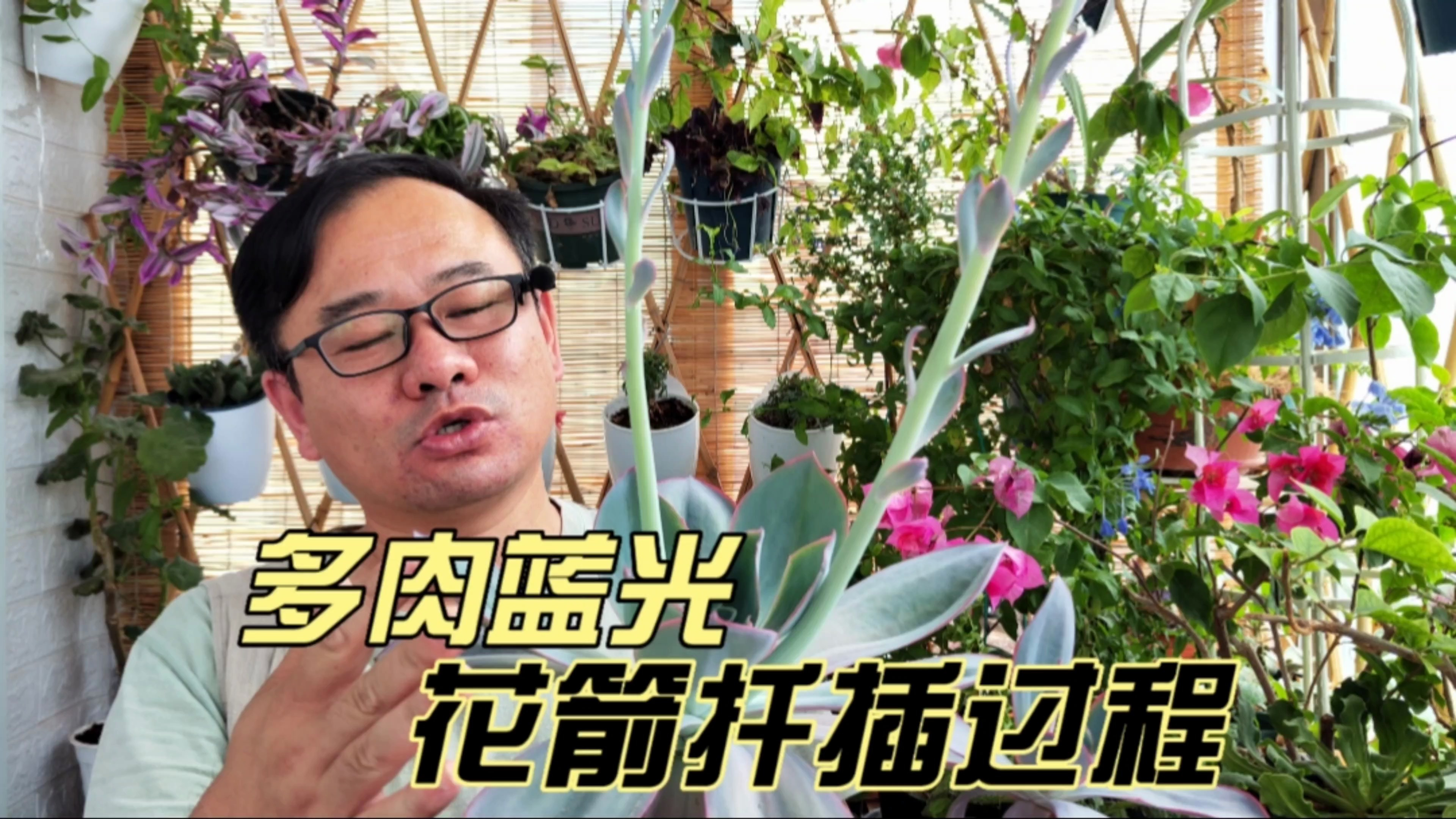 多肉蓝光不好繁殖？试试花箭扦插，能生根就发达了