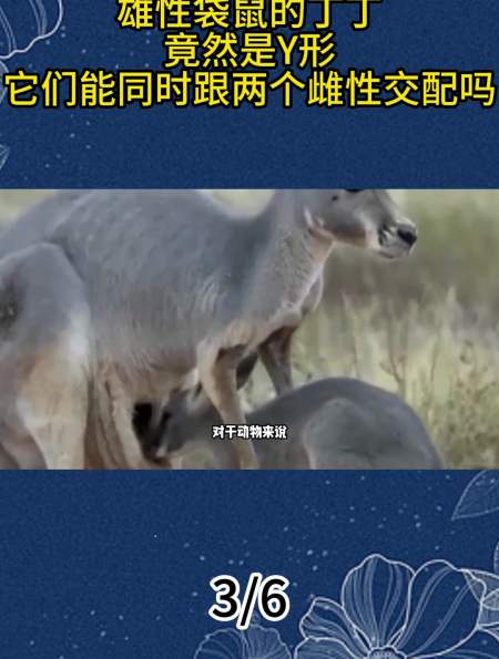 雄性袋鼠的丁丁竟然是y形它们能同时跟两个雌性交配吗3