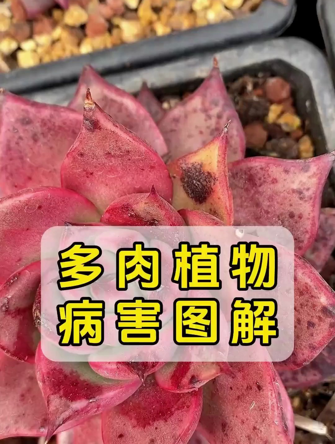 多肉病害各种图解图片