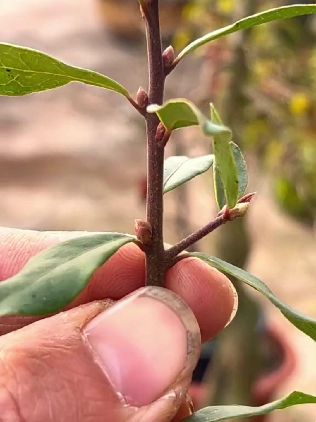如何区分金弹子的公母花芽,你知道吗