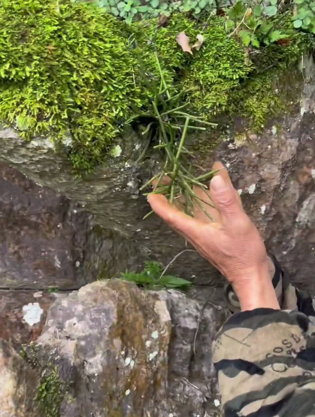 叉子股也叫石葱