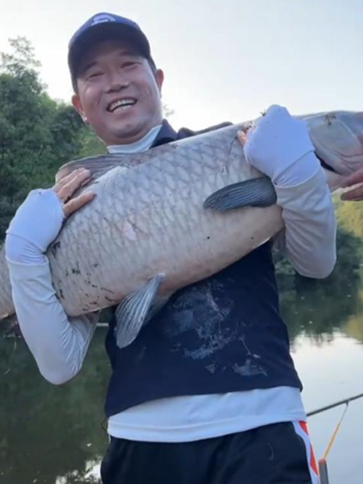 府河里的柳叶鳊和草鱼