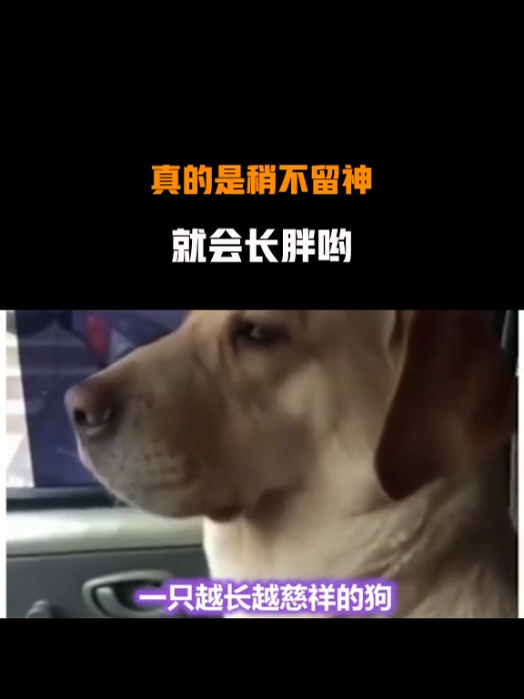 稍不留神的稍是什么意思