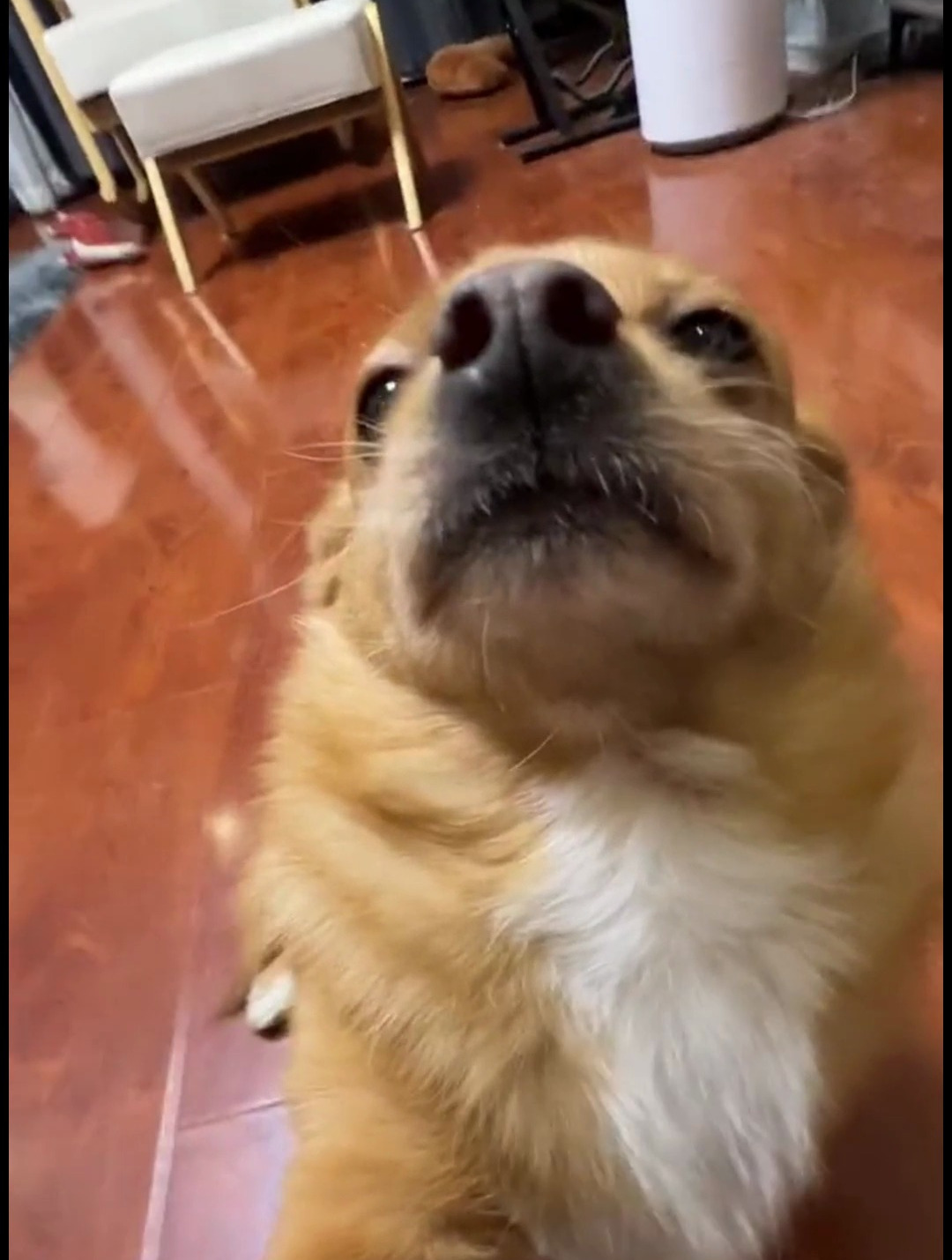 大家好我是哈尼偷了我爸的手机给你们拍一段