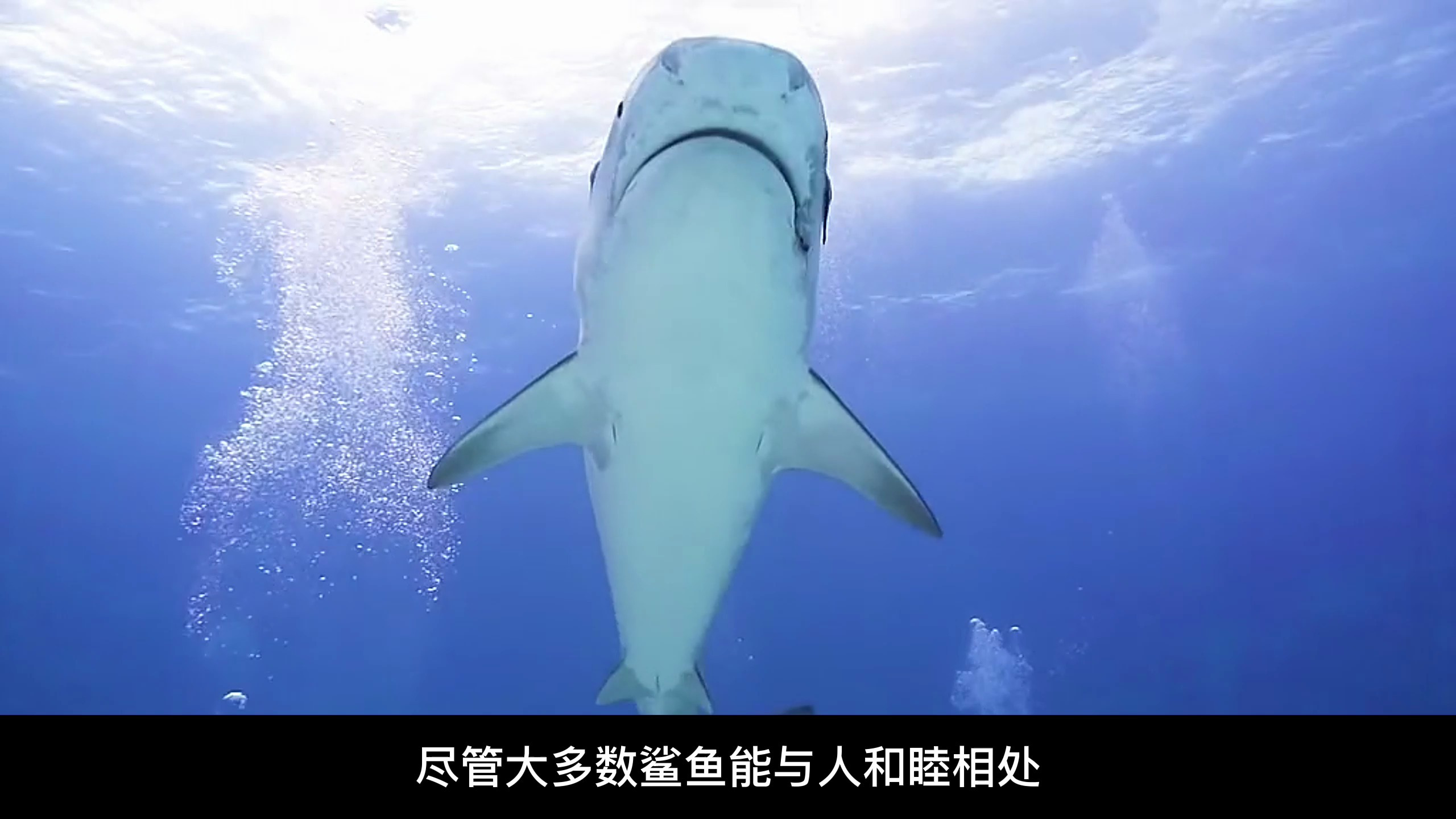 大白鲨真的是地球上最危险的鲨鱼吗?盘点10种最强大的鲨鱼