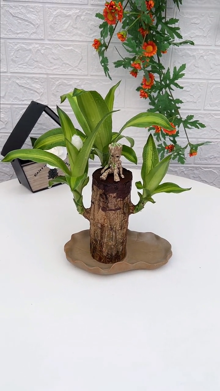 巴西木又叫幸运木,传言说一旦开花就能遇到幸运的事情