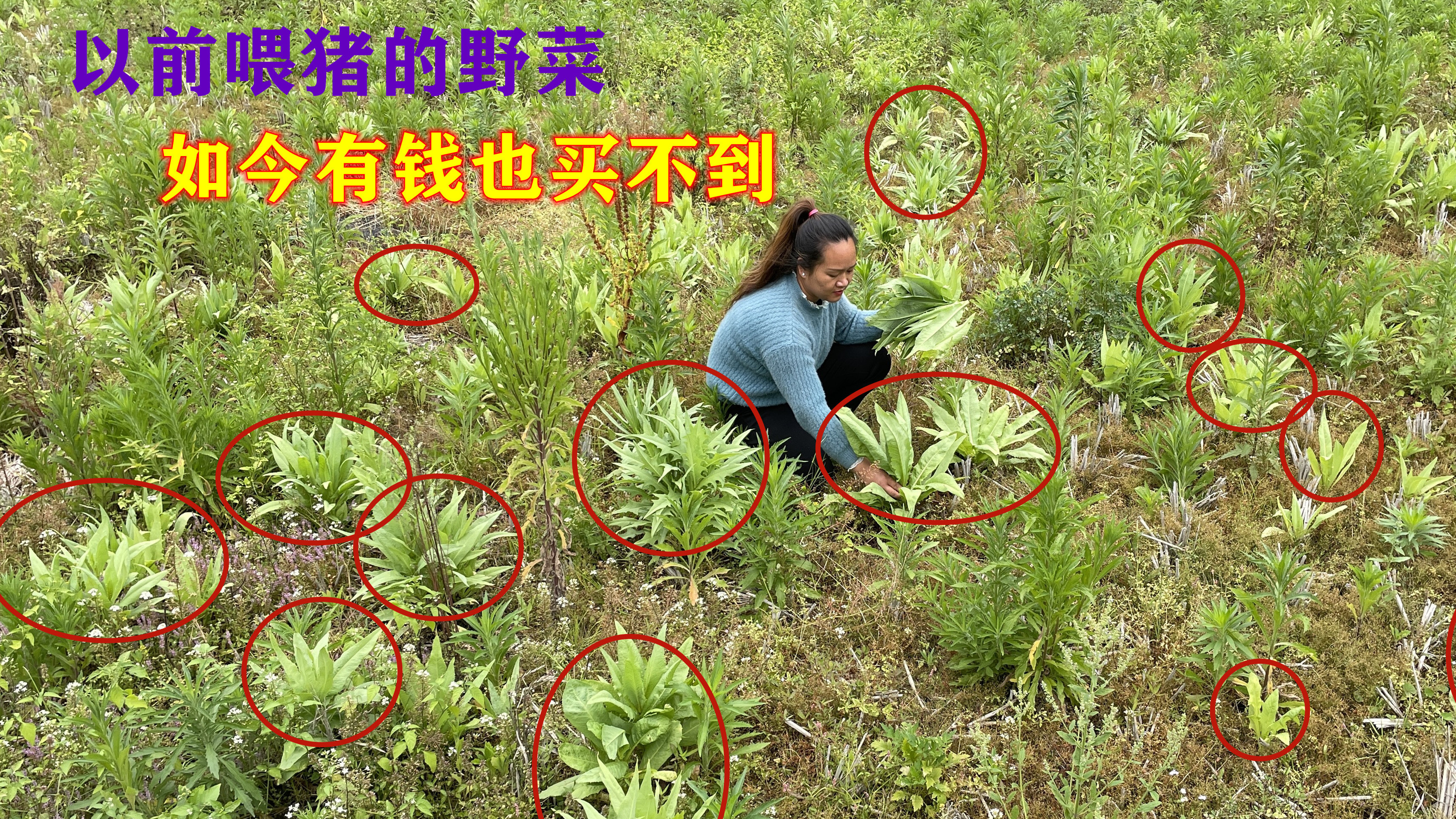 80年代农村喂猪的野菜,如今城里人有钱也买不到,看看你吃过吗