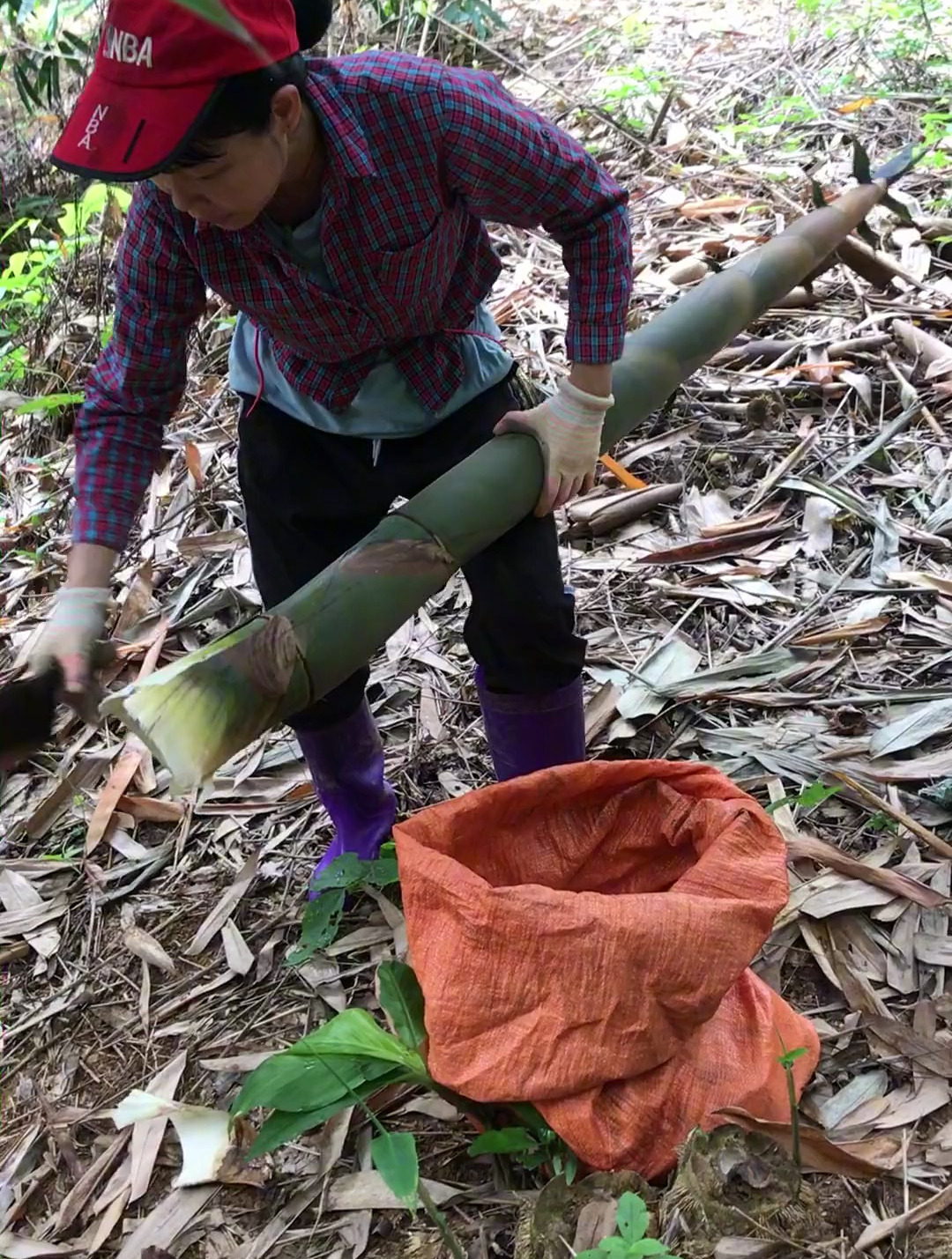 城市压力大,一起来农村砍笋吧,超级解压