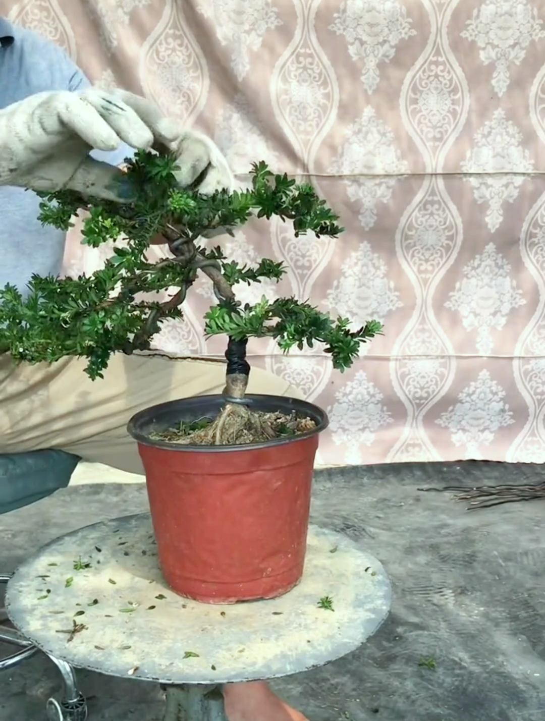 黑珍珠罗汉松,浅剪一下简单扭一扭做成临水盆景,效果还不错!