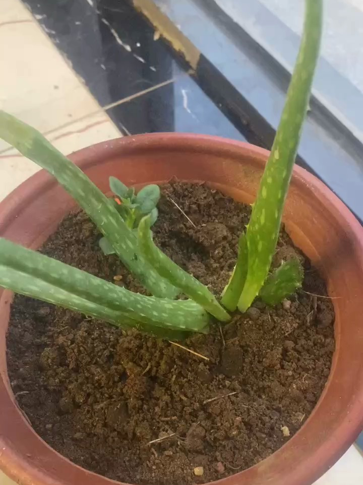 芦荟小苗移栽后该如何养护呢?