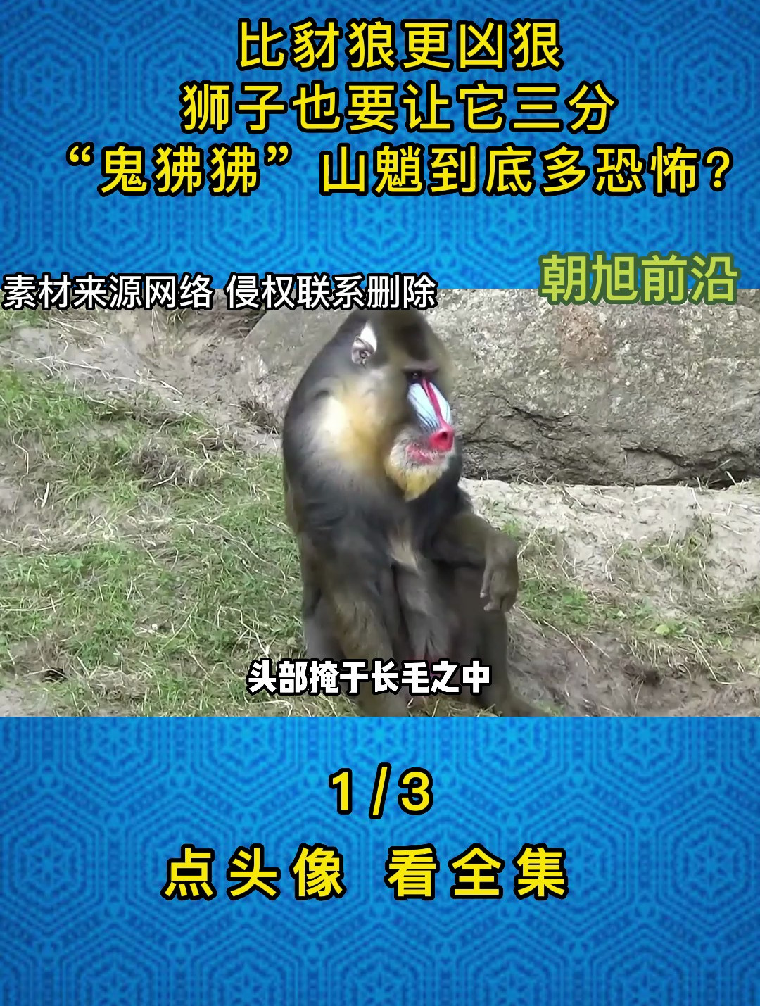 比豺狼更凶狠,狮子也要让它三分,"鬼狒狒"山魈到底多恐怖?-度小视