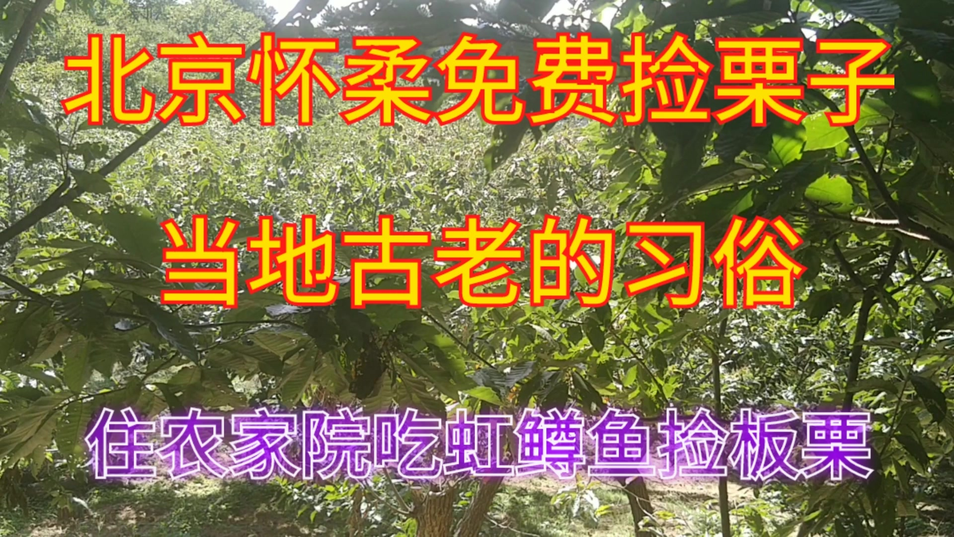 北京怀柔免费捡栗子,当地古老的习俗,住农家院吃虹鳟鱼捡板栗