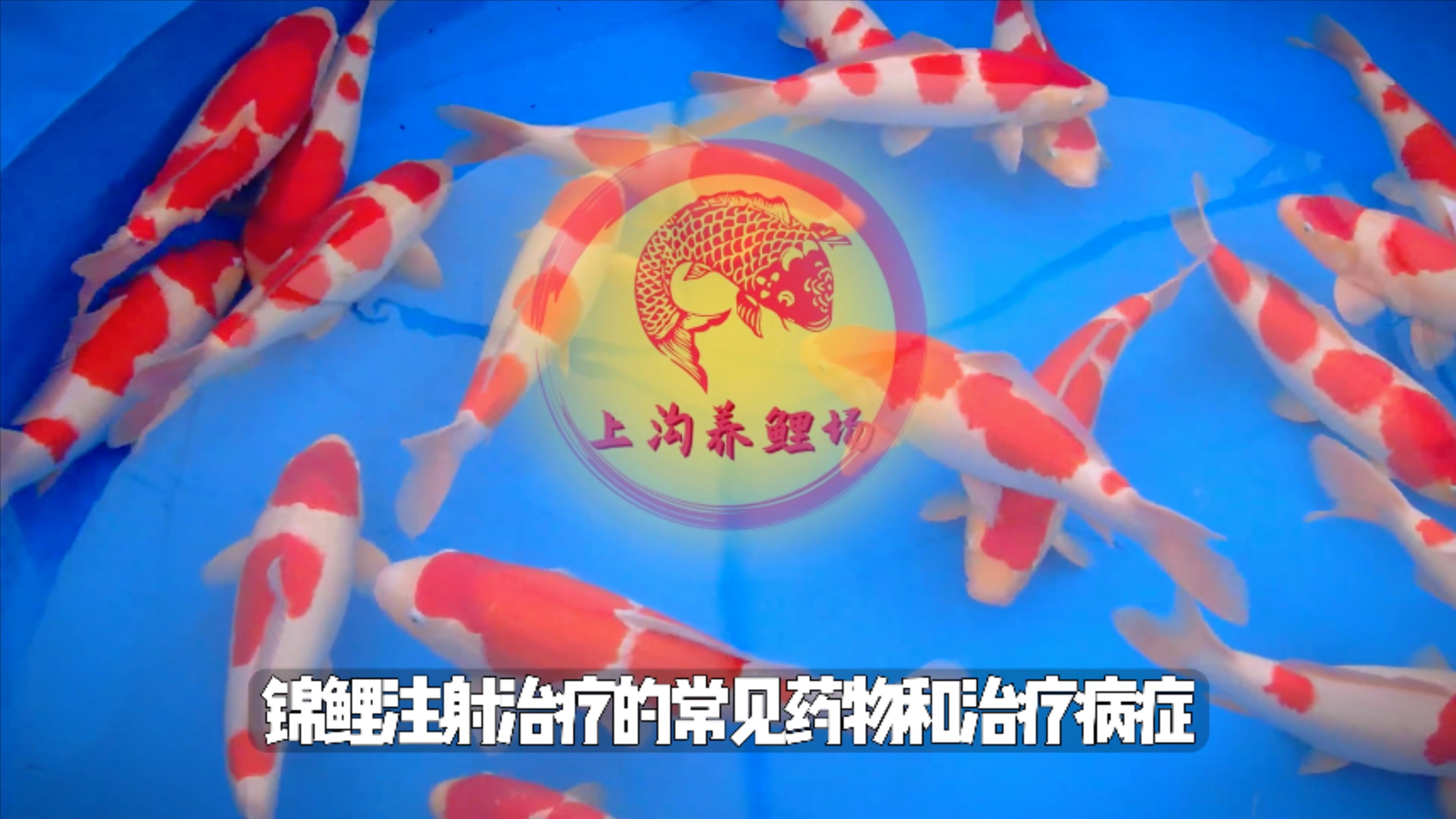 盘点锦鲤出现鱼病时,有哪些药品可以通过注射的方式进行治疗?