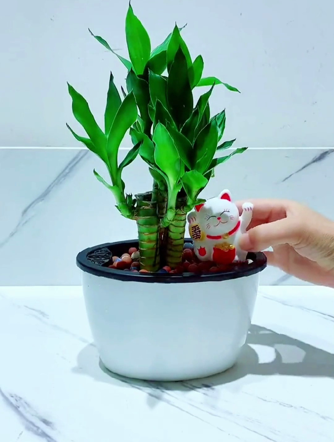 它寓意着节节高升报平安!