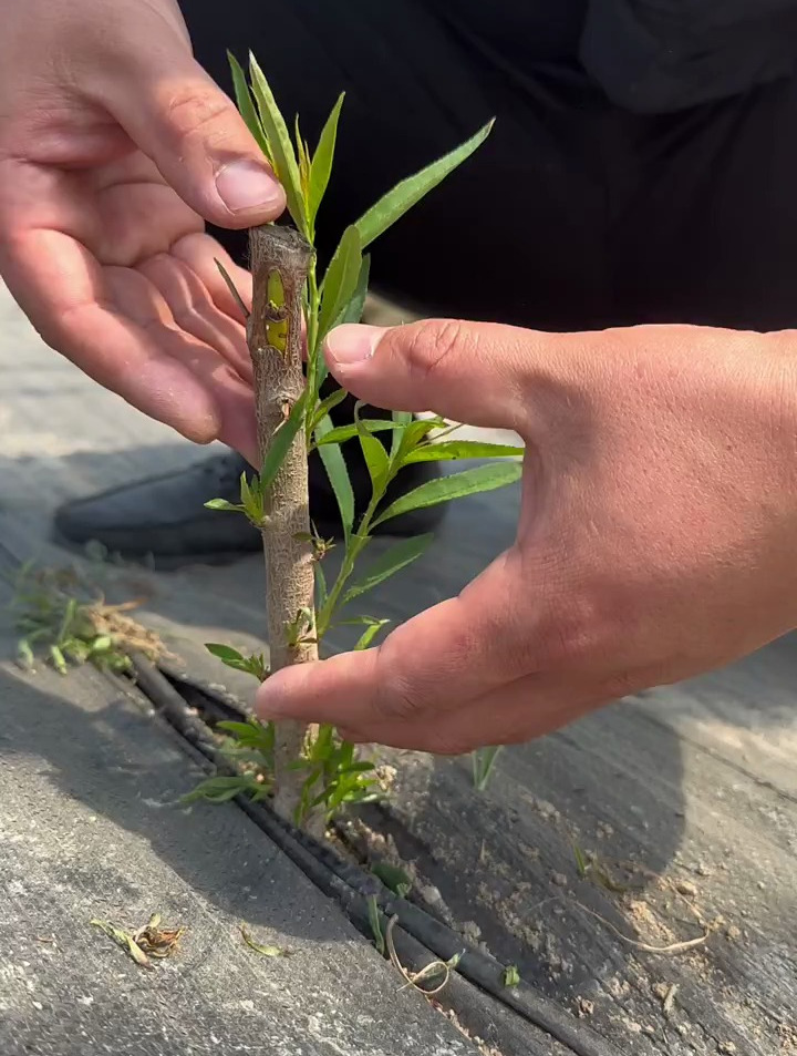 桃树芽苗,春季要抹芽摘心!