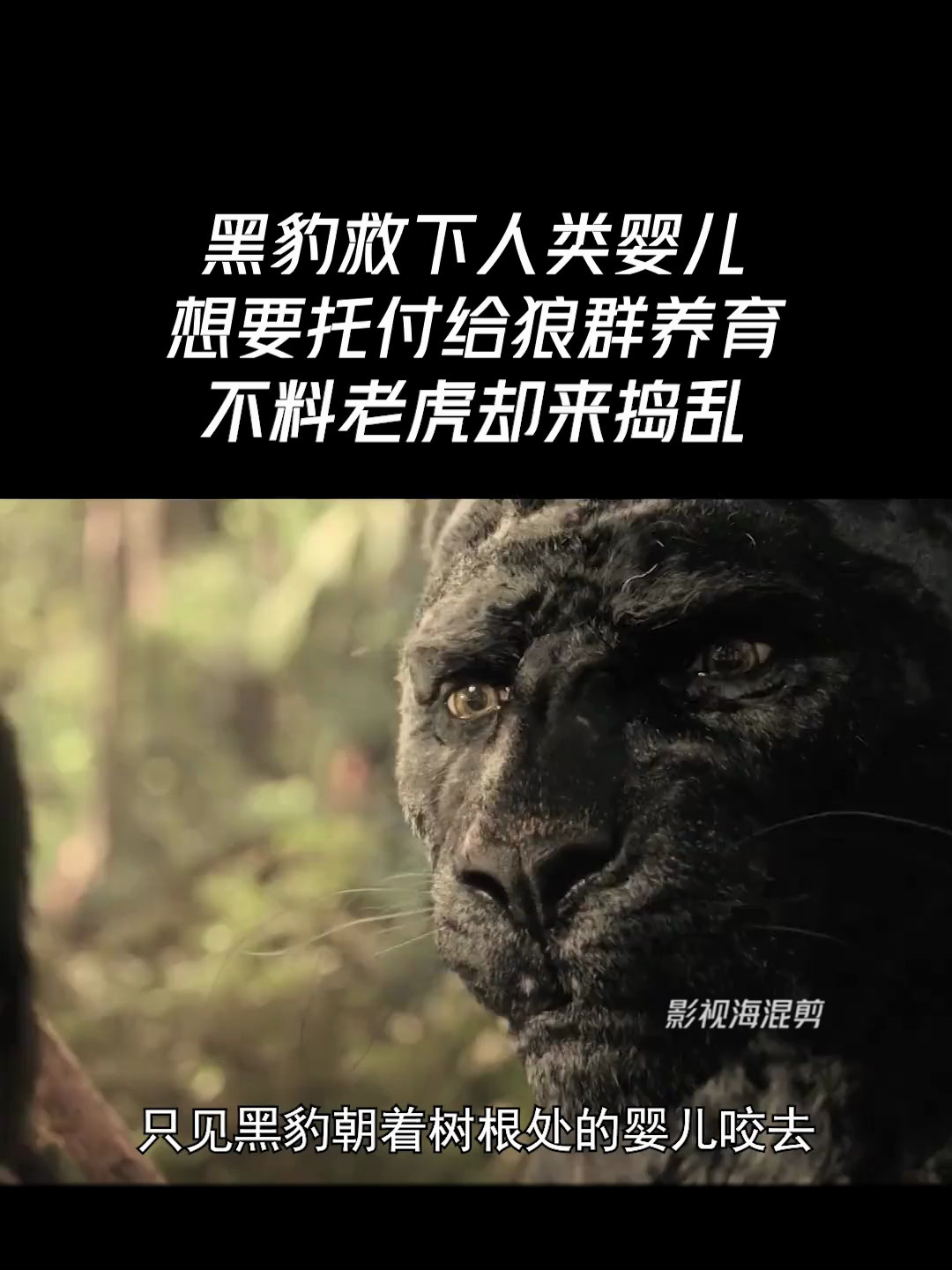 黑豹救下人类婴儿,想要托付给狼群养育,不料老虎却来捣乱