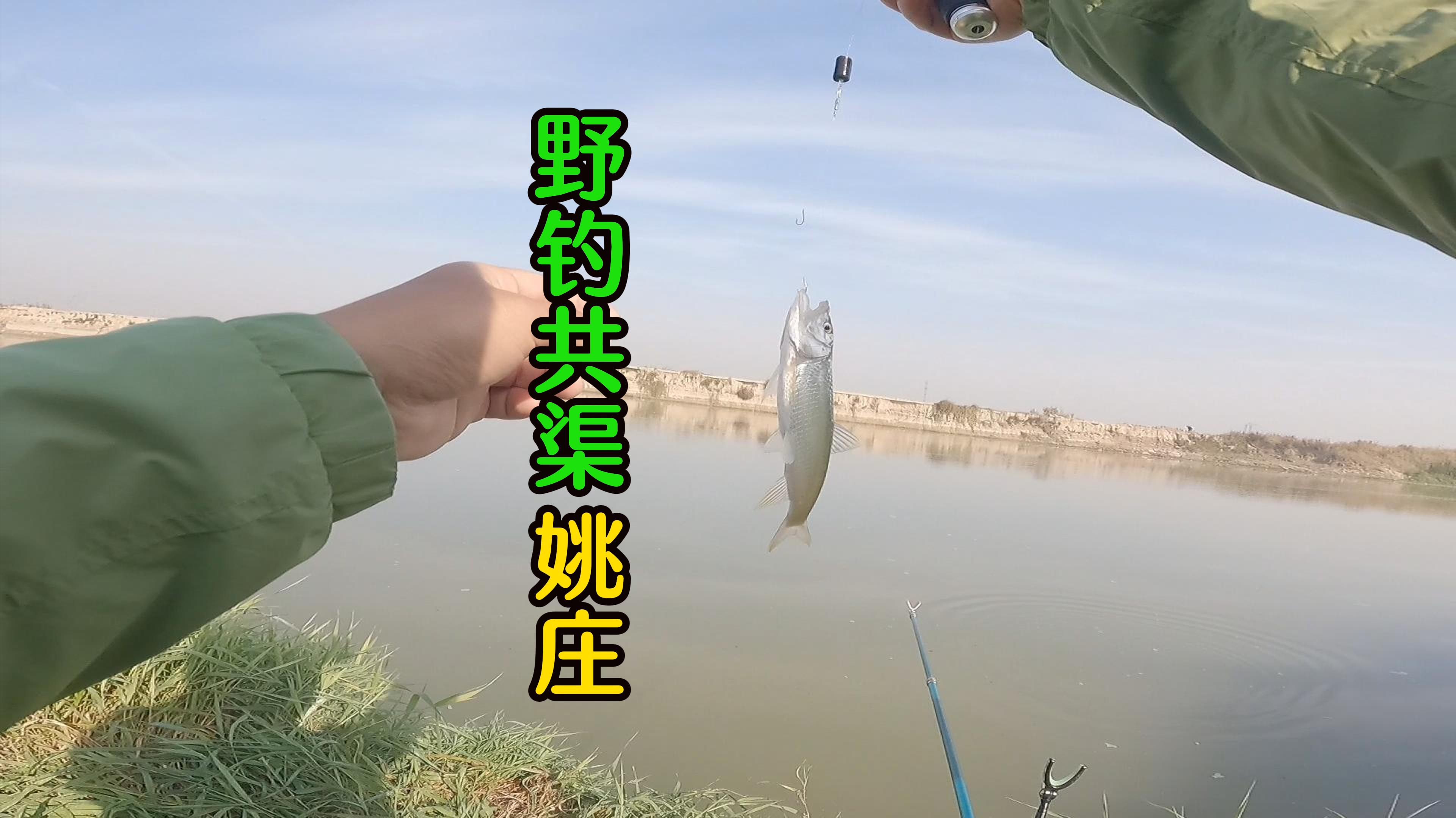 野钓共渠姚庄段,小花骨鱼饿坏了,下竿就来口