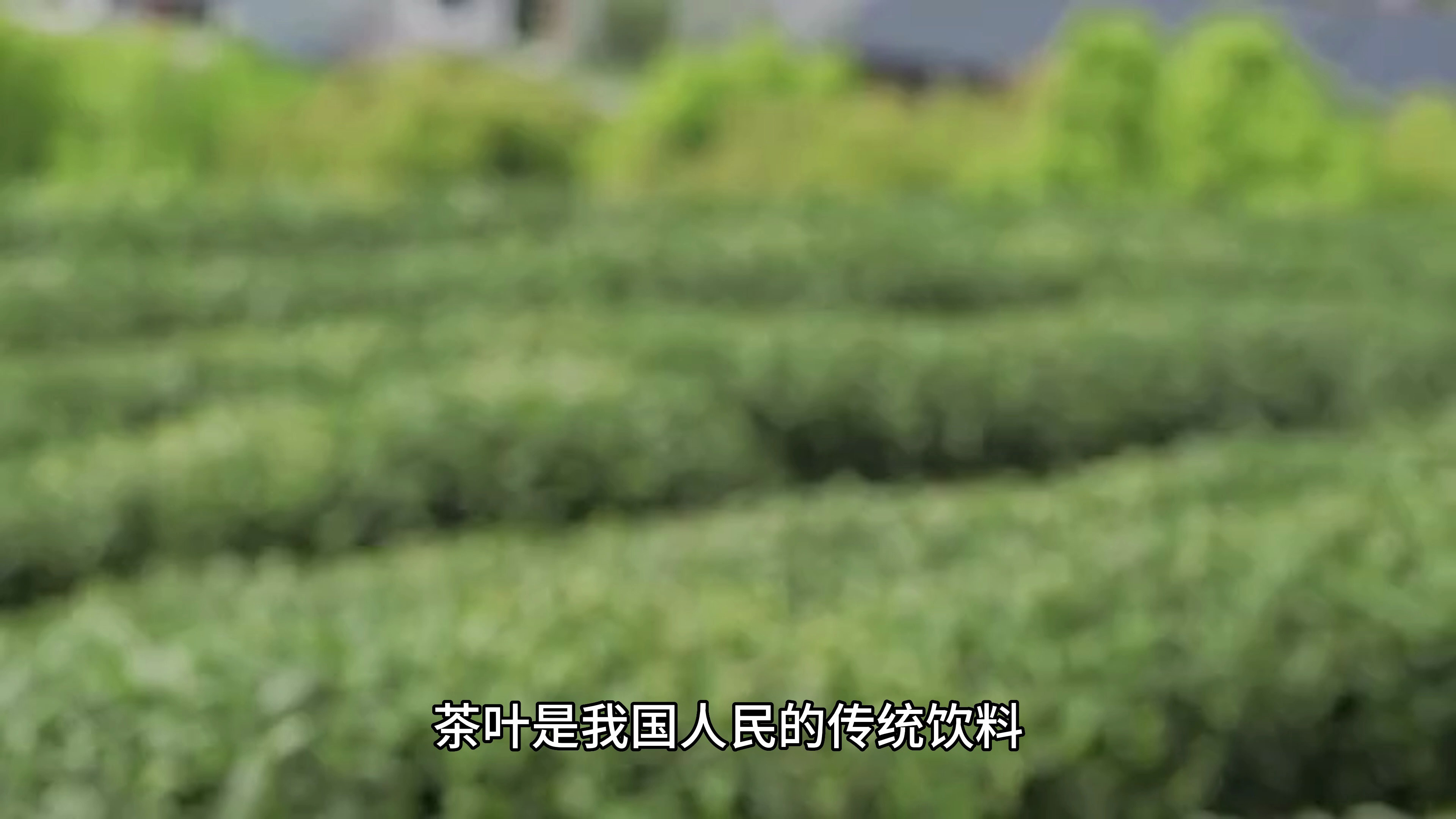 长期饮浓茶可致氟中毒