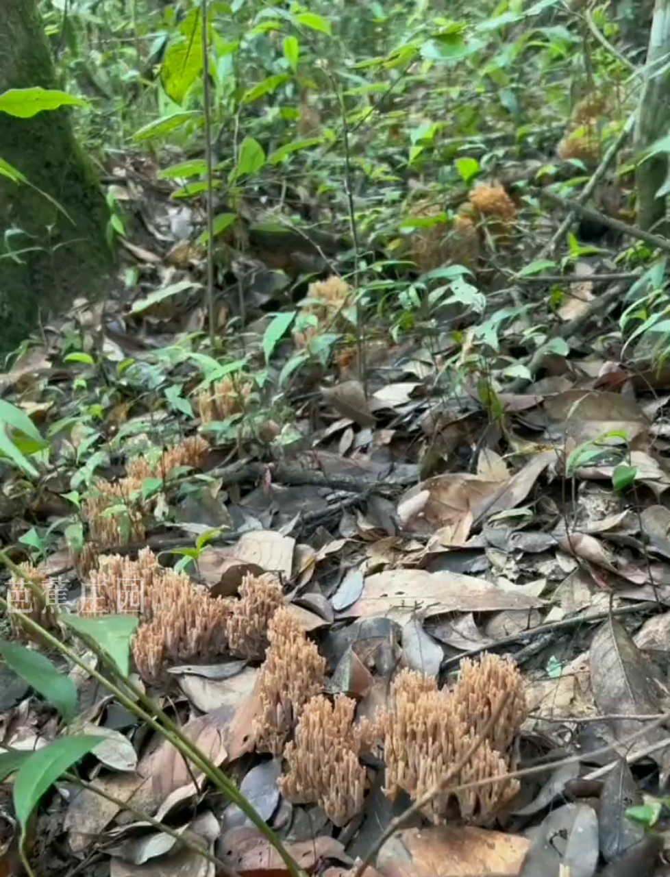 珊瑚菌种植技术图片