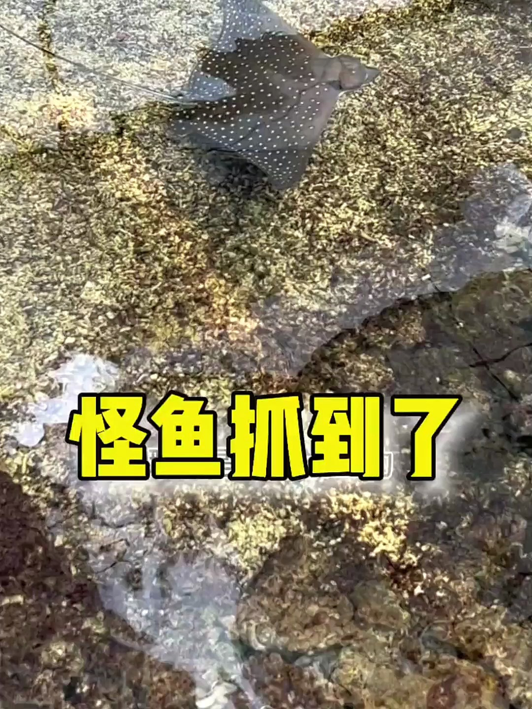 怪鱼抓到了抽干20万立方的水到底值不值?鳄雀鳝