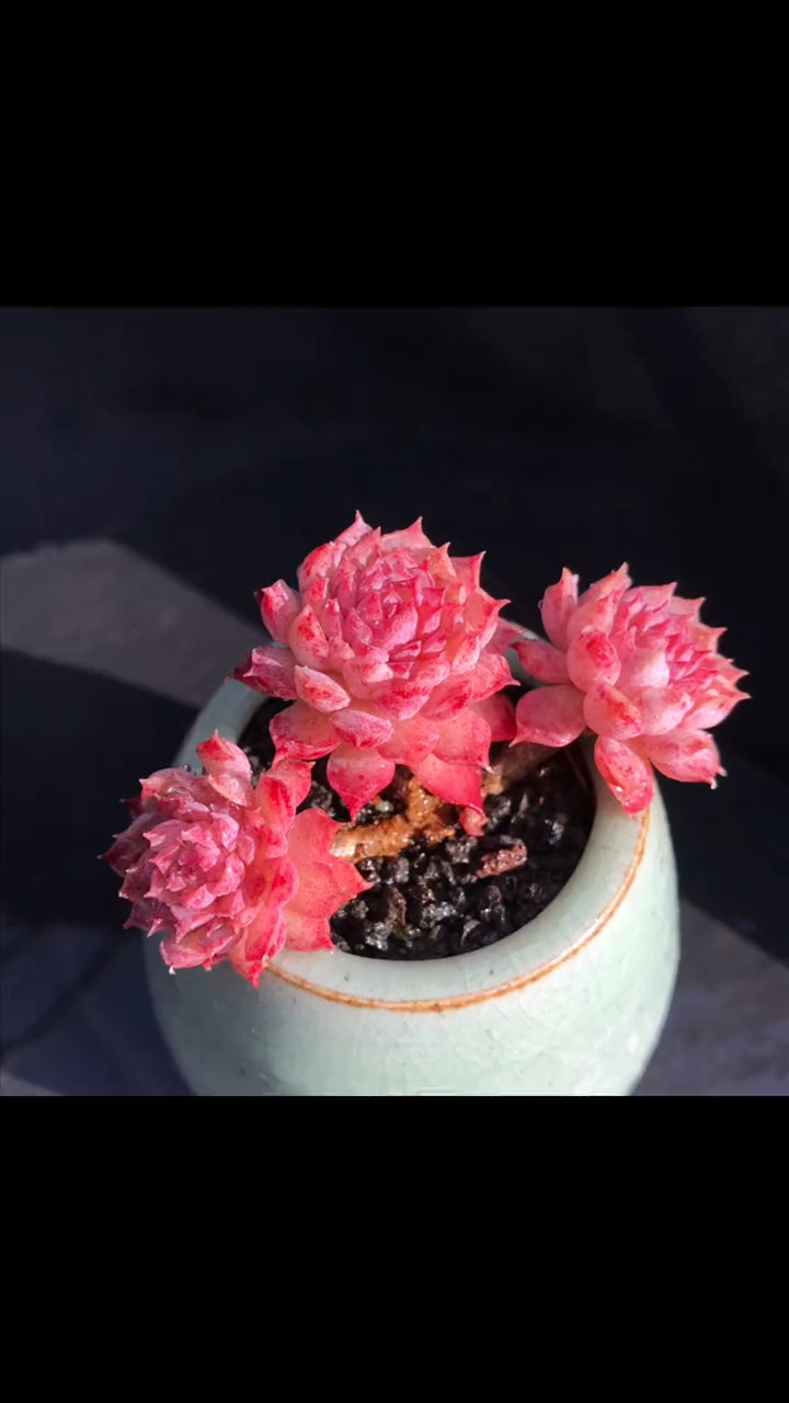 多肉植物 朱砂痣