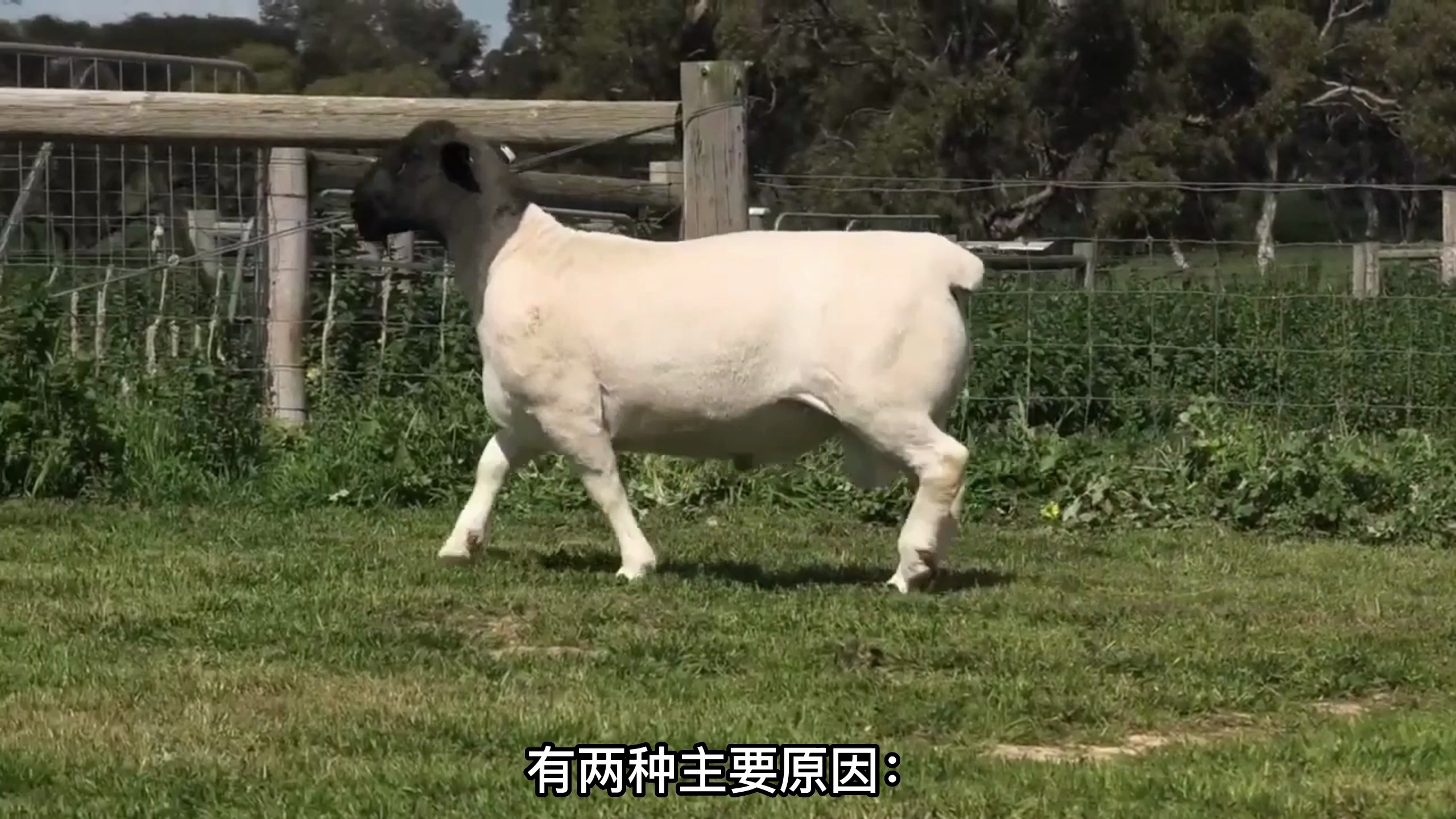 分享一个羊肚子里面有水的治疗方案,有两种主要原因