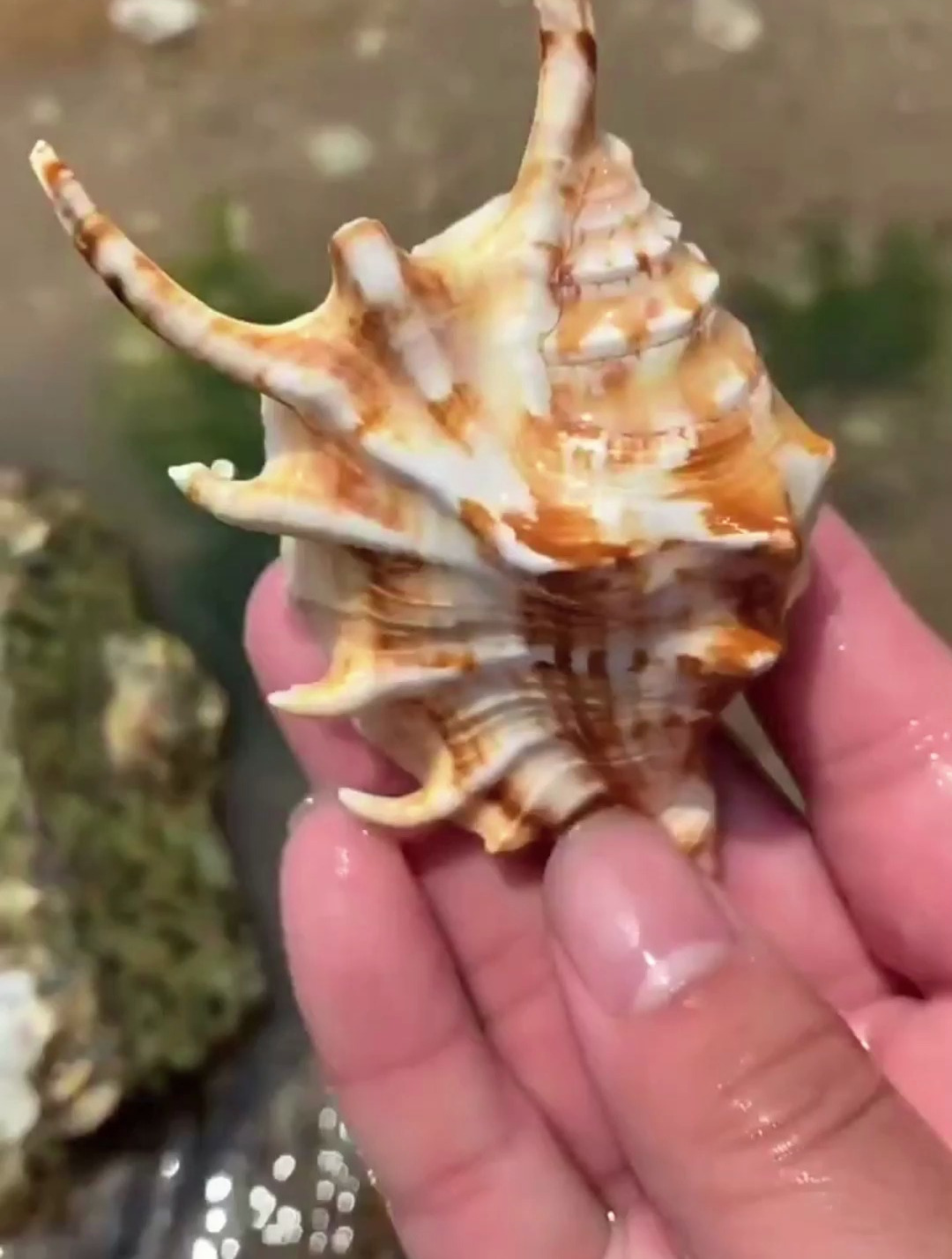 发现了一只羊角螺