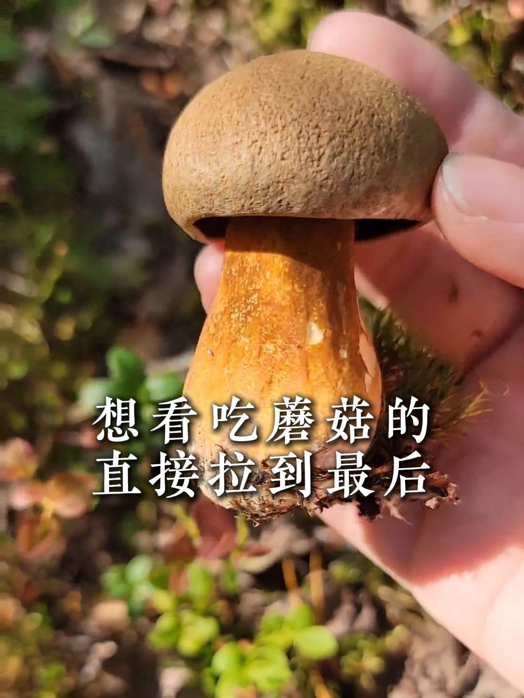 想看吃蘑菇的,直接拉到最后