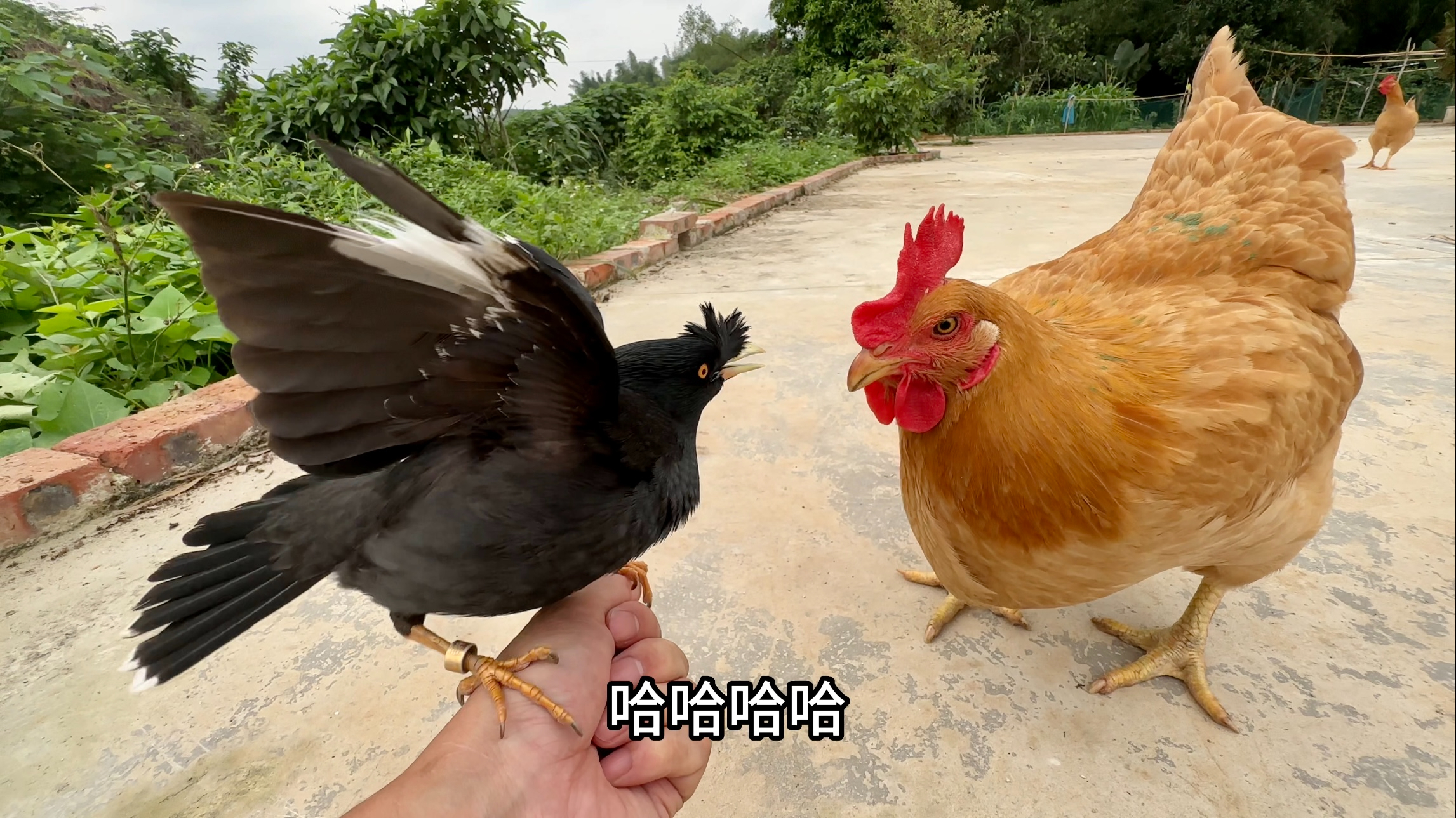 老母鸡跑来跟八哥抢吃的,差点就打起来,太搞笑了