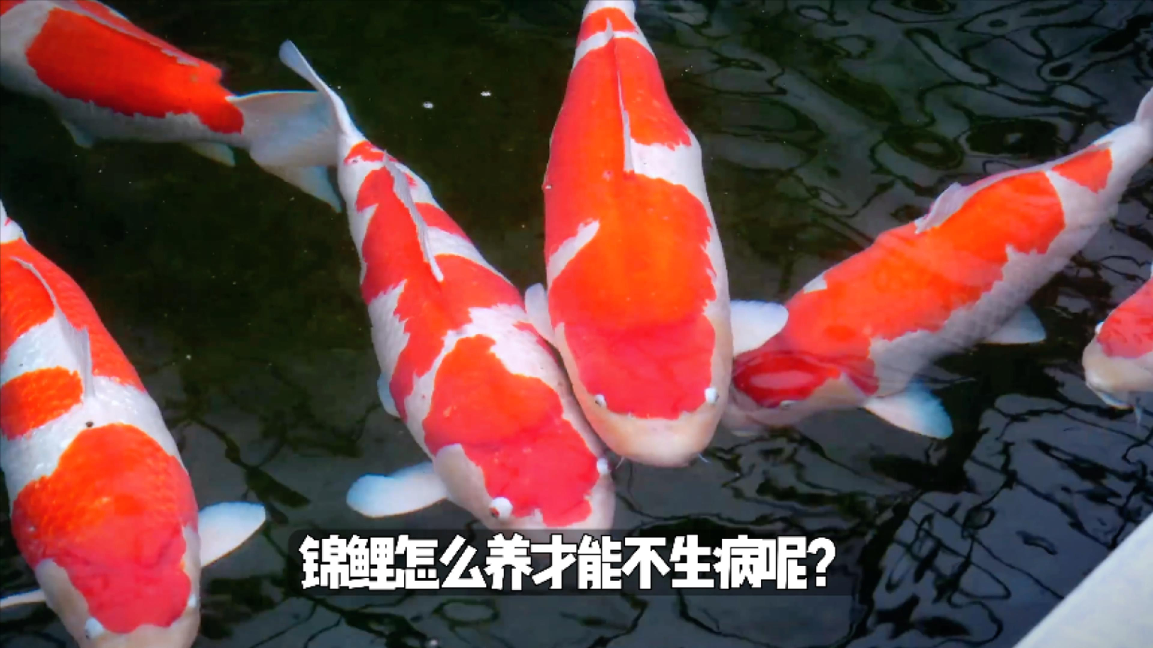 锦鲤饲养如何实现不生病?做好这两点就可以减少锦鲤鱼病发生