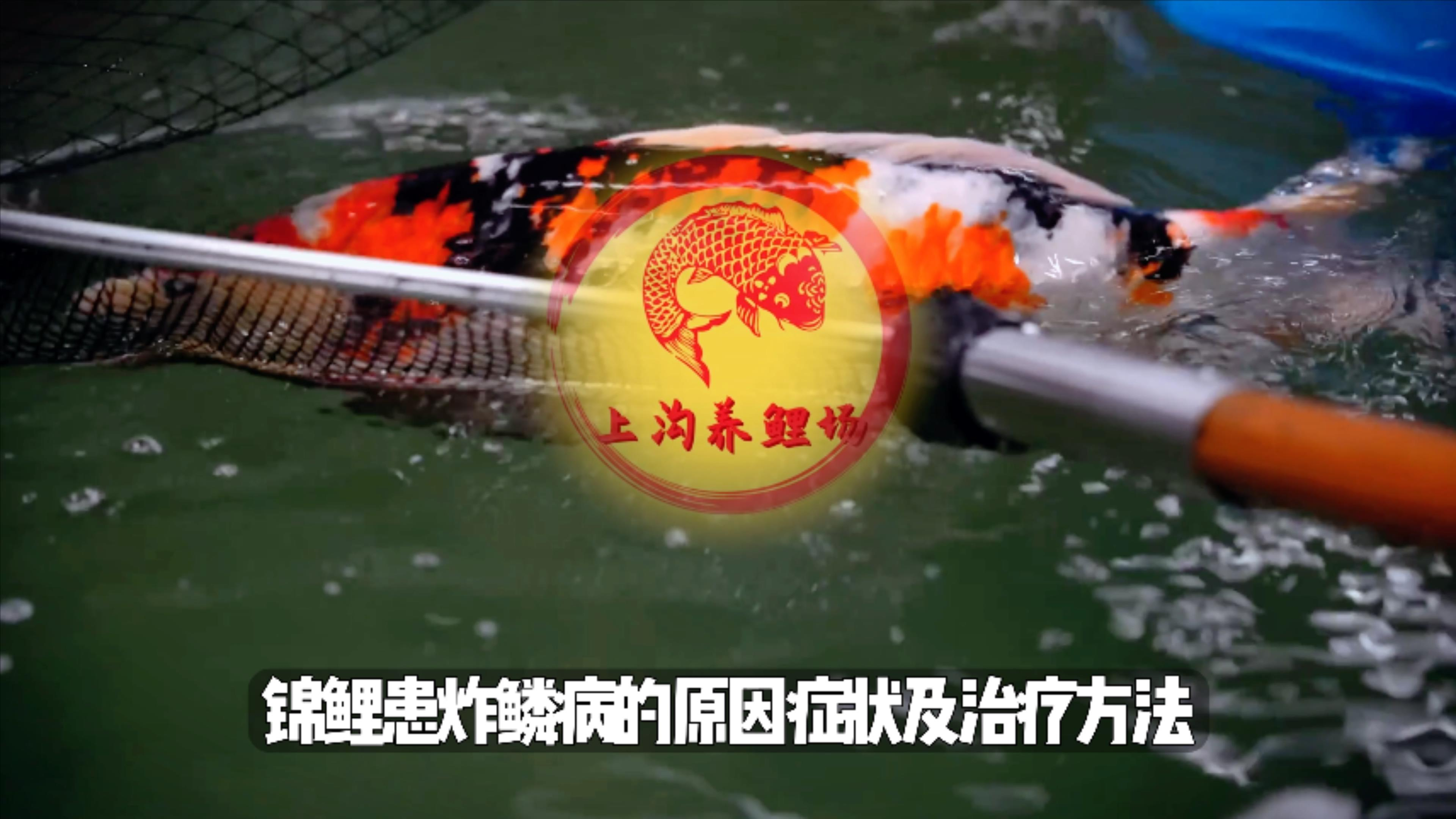 锦鲤出现炸鳞病请参考这个视频!锦鲤患炸鳞病原因症状和治疗方法