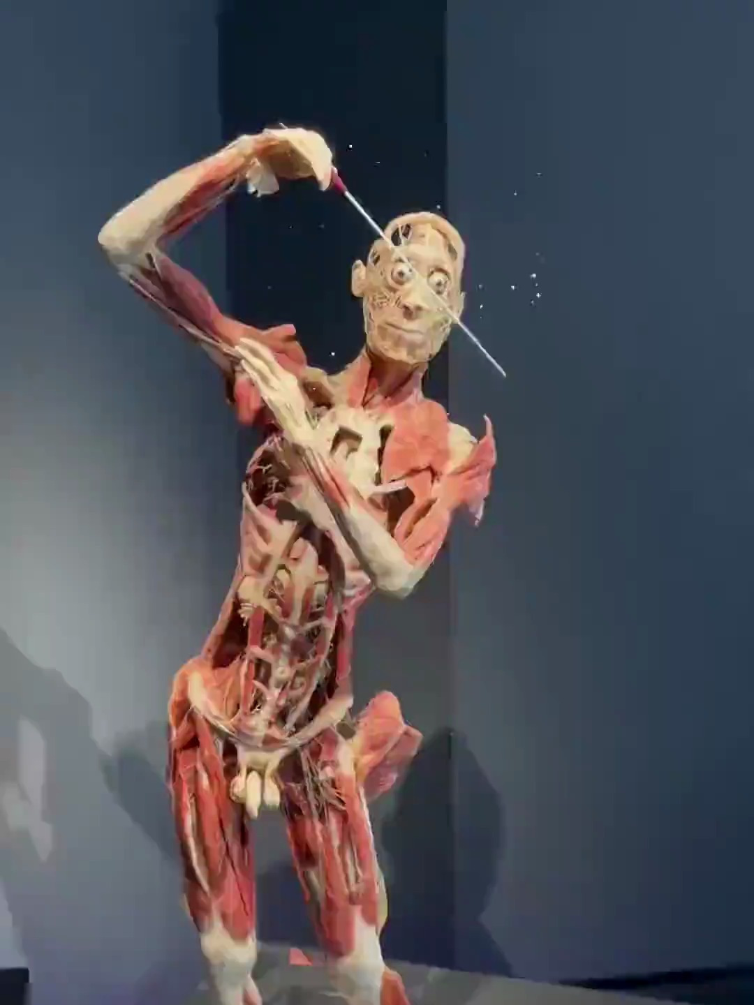 人体全身标本展示,感受大体老师的严厉吧