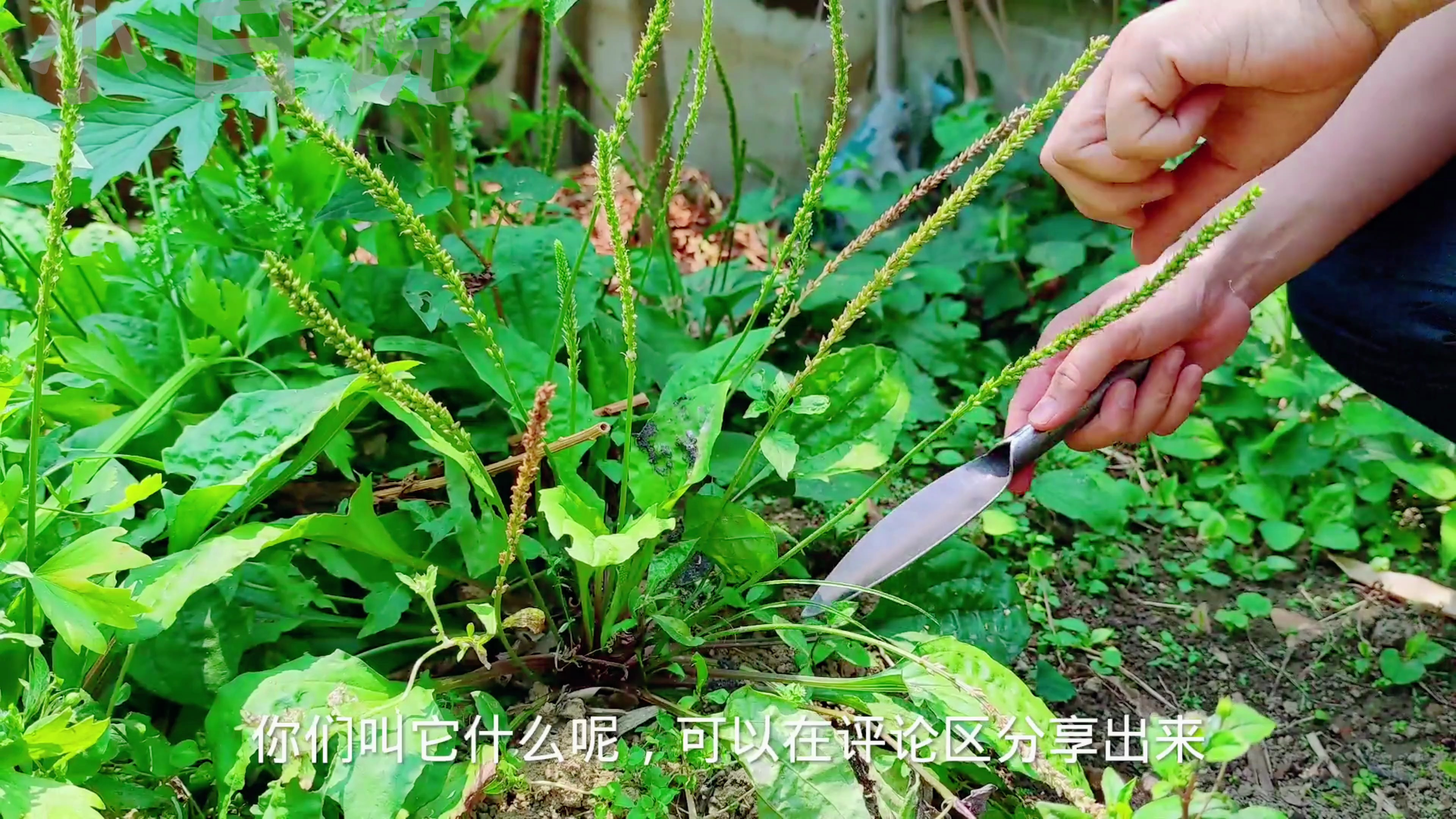 车前子,你的家乡有这种植物吗