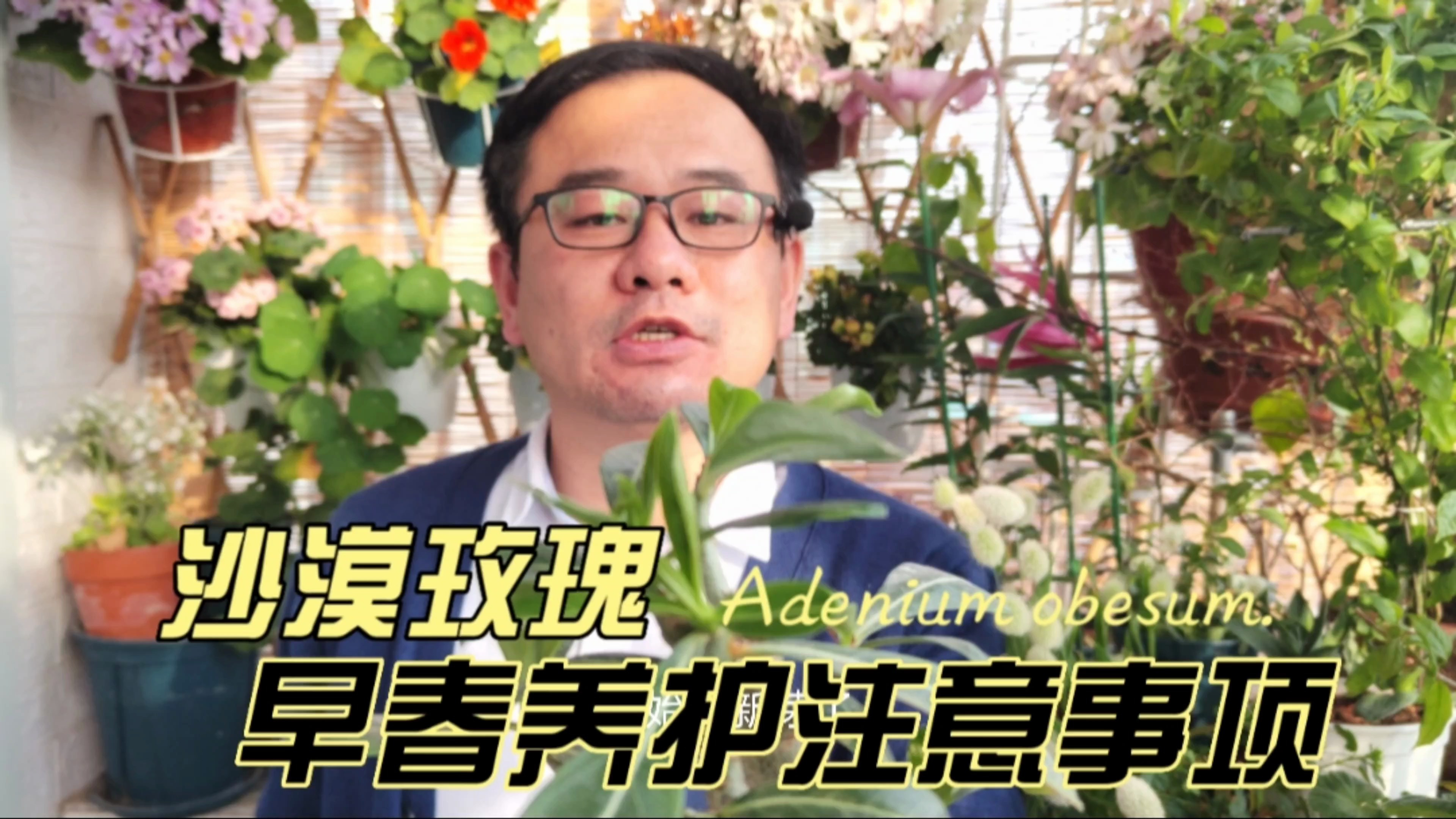 沙漠玫瑰发新芽，开春注意3件事，四五月准开花