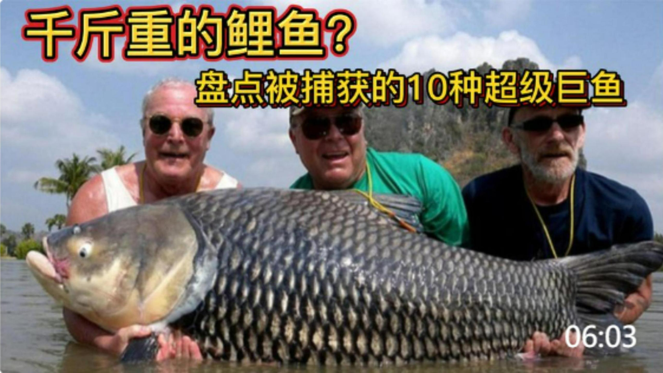 最重两千斤?究竟是什么鱼?盘点被人类捕获的10种超级巨鱼