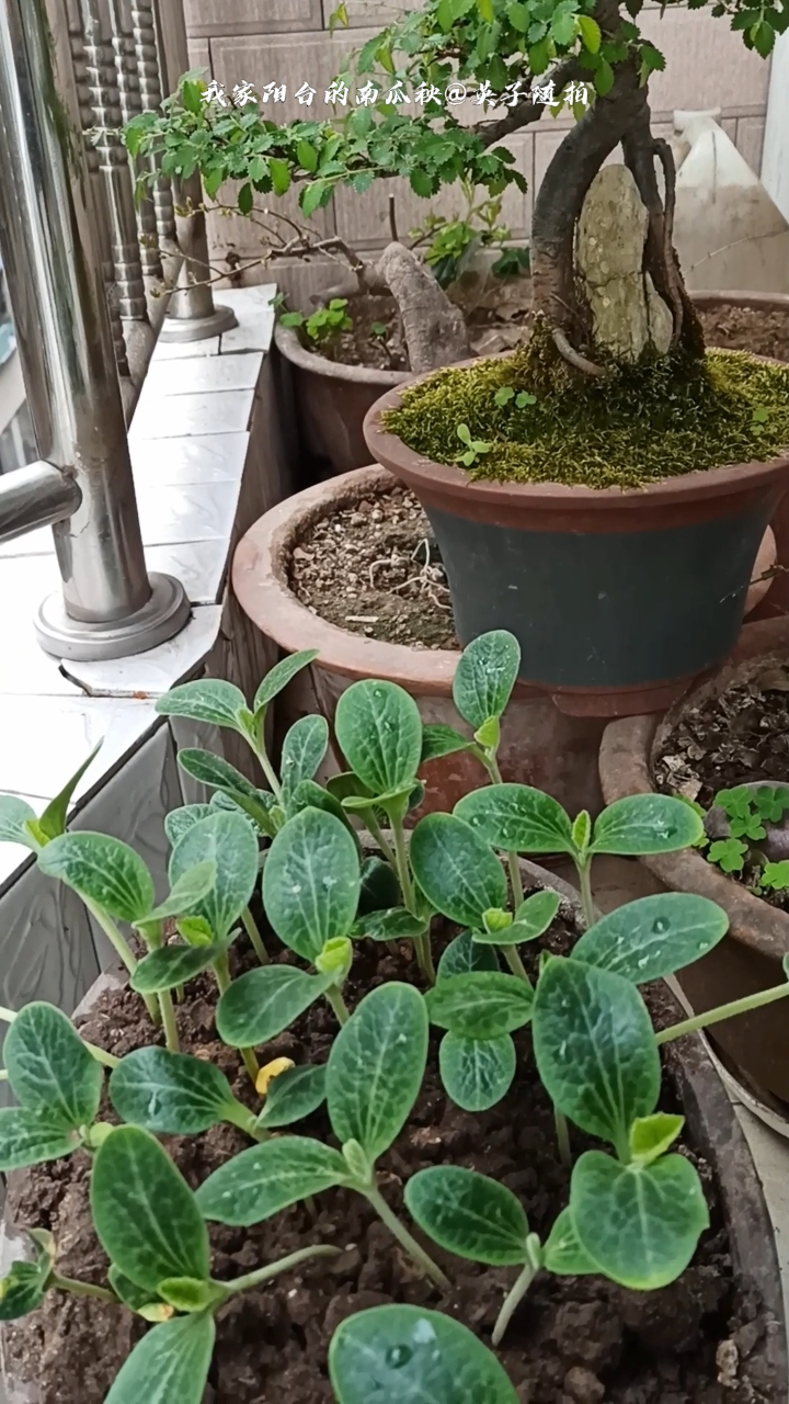 我家阳台的南瓜秧@英子随拍