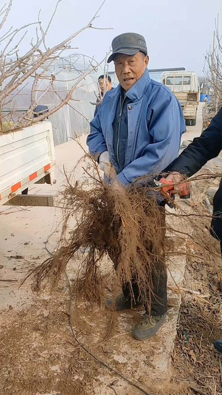 吉塞拉矮杰根系,矮杰根系,吉塞拉樱桃苗矮杰根系,传利苗木